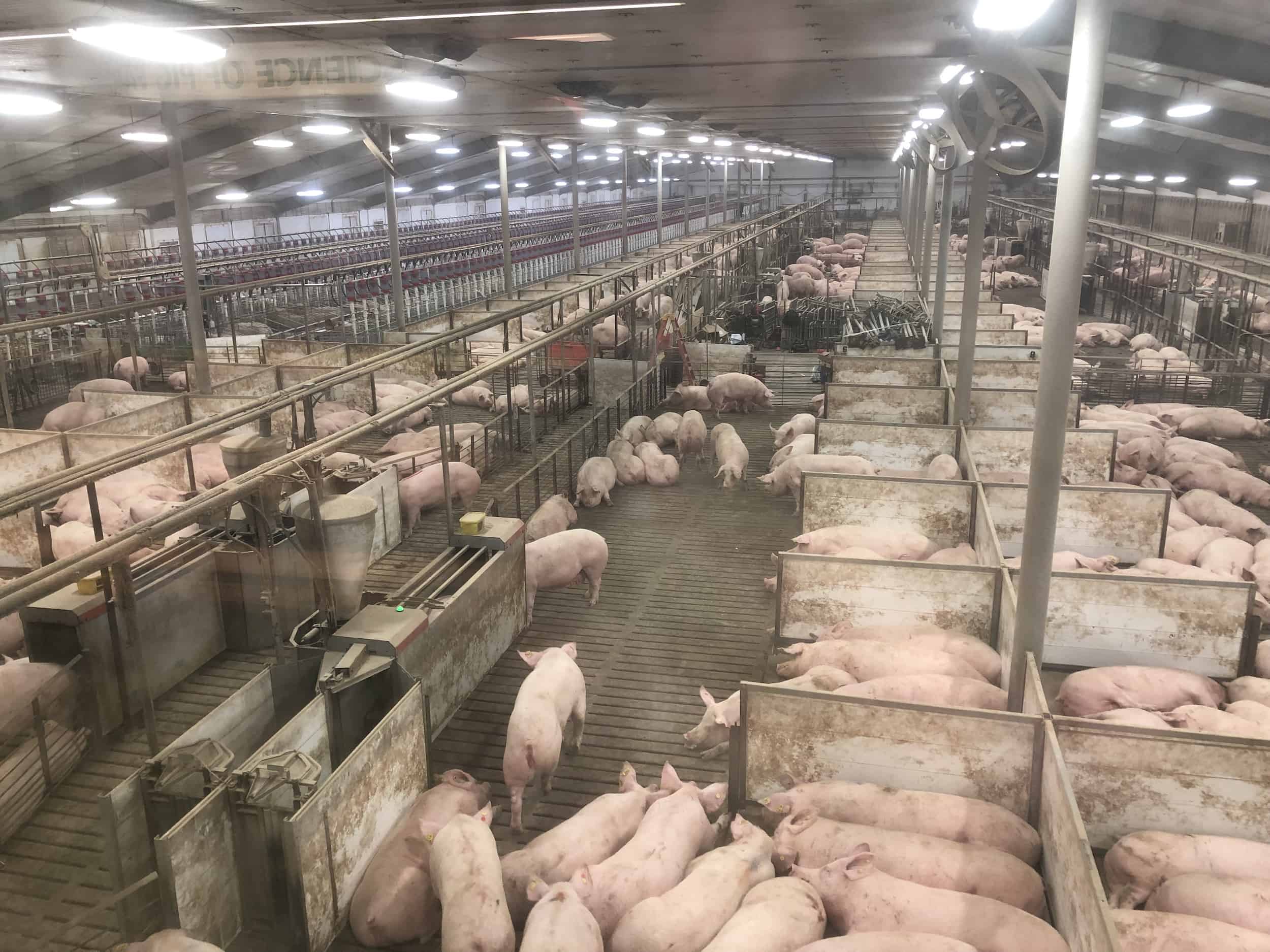 Gestation and breeding area on the Pig Adventure at Fair Oaks Farms in Indiana