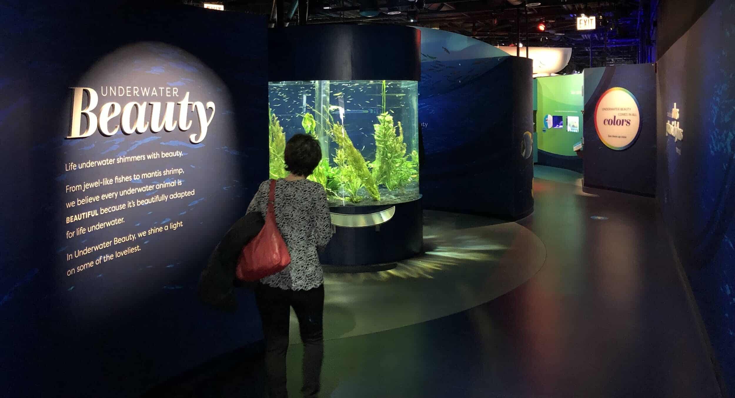 Underwater Beauty at the Shedd Aquarium in Chicago, Illinois