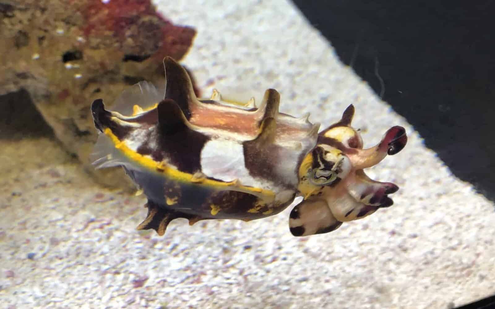 Cuttlefish at Underwater Beauty