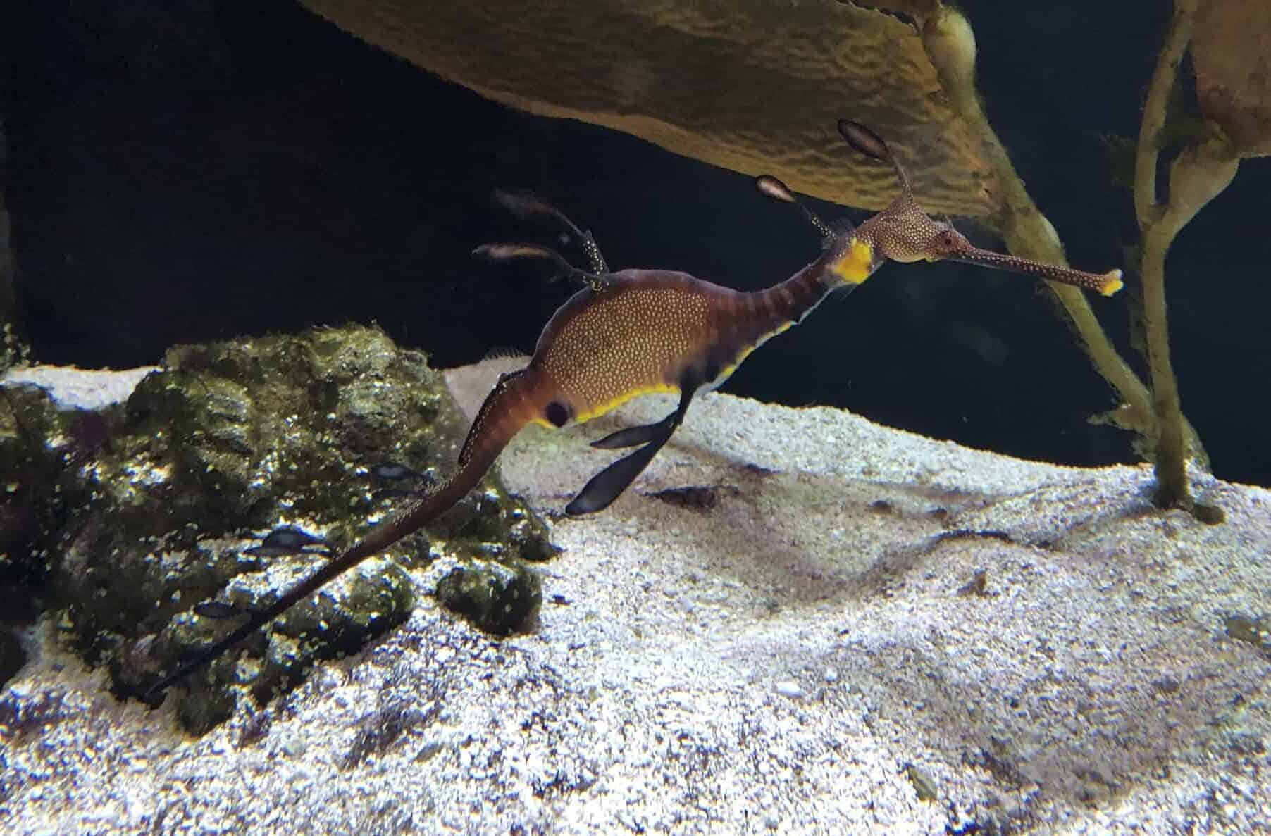 Seahorse at Underwater Beauty