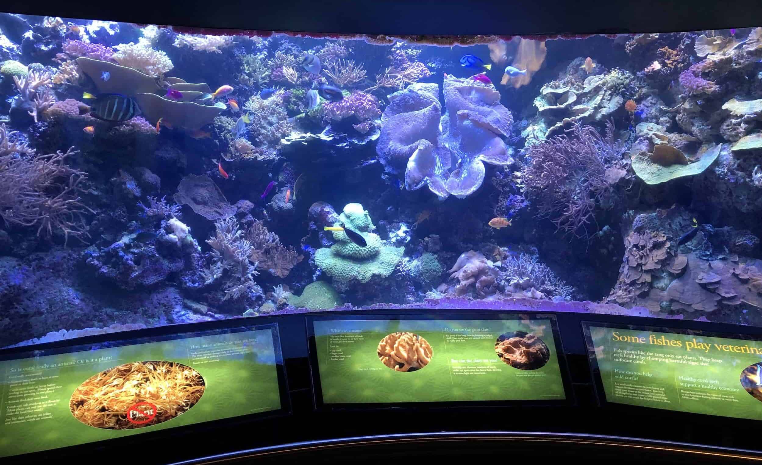 Information about coral at Wild Reef at the Shedd Aquarium in Chicago, Illinois