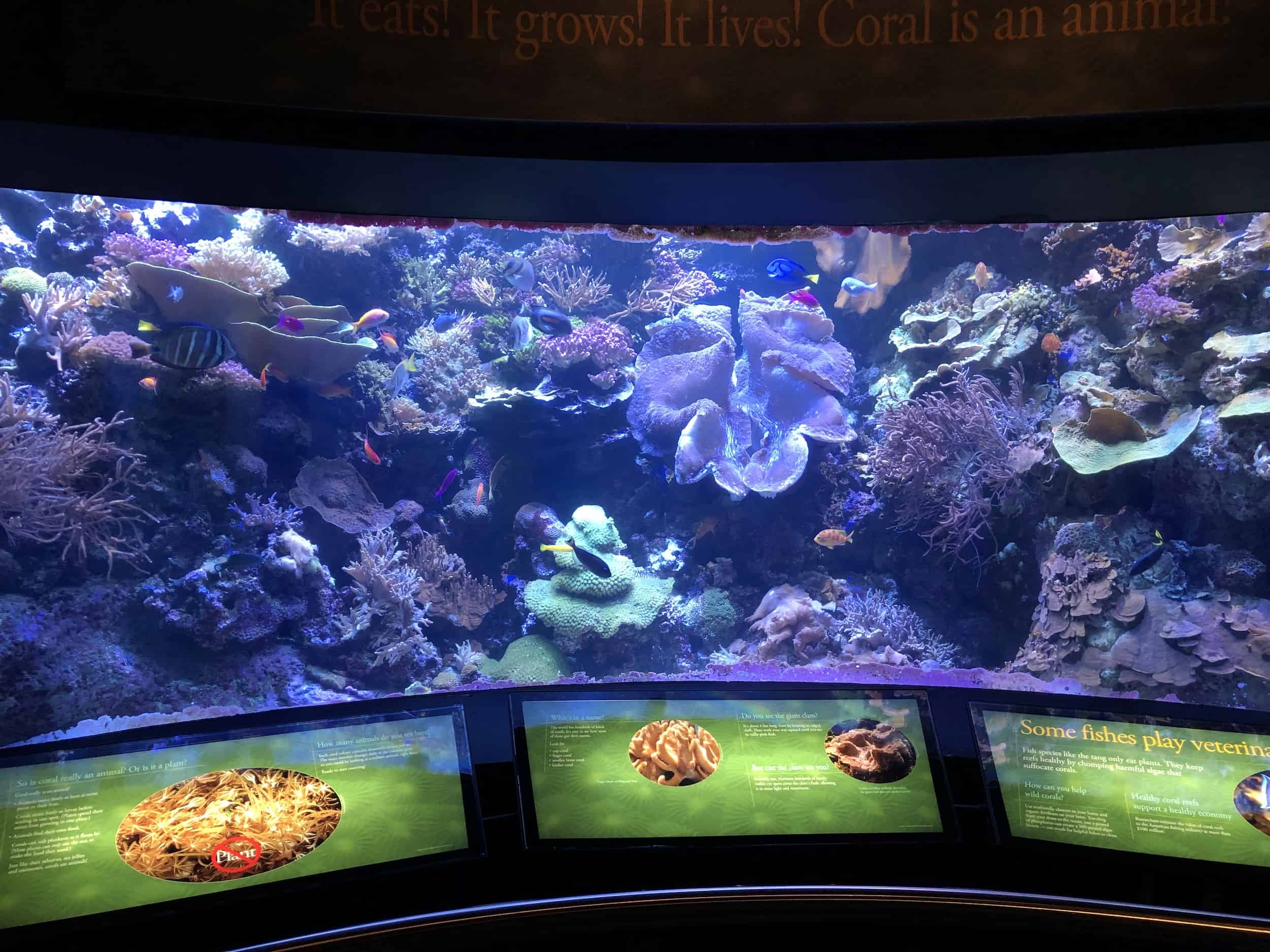 Information about coral at Wild Reef at the Shedd Aquarium in Chicago, Illinois