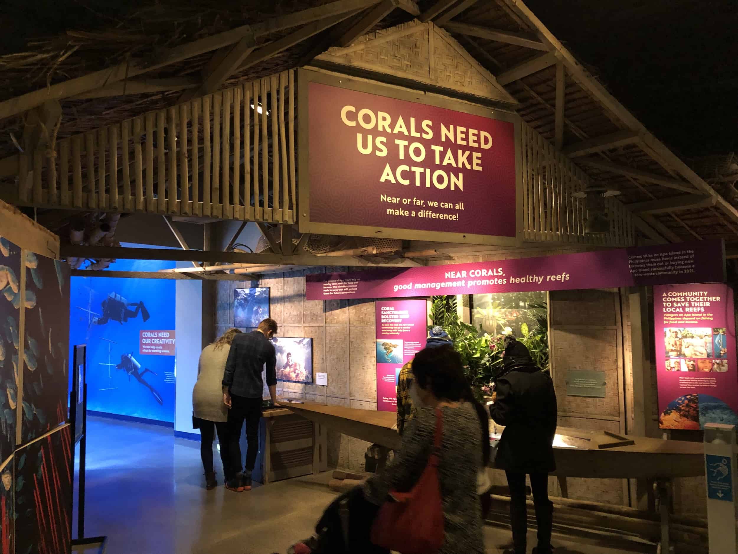 Coral conservation area at Wild Reef at the Shedd Aquarium in Chicago, Illinois