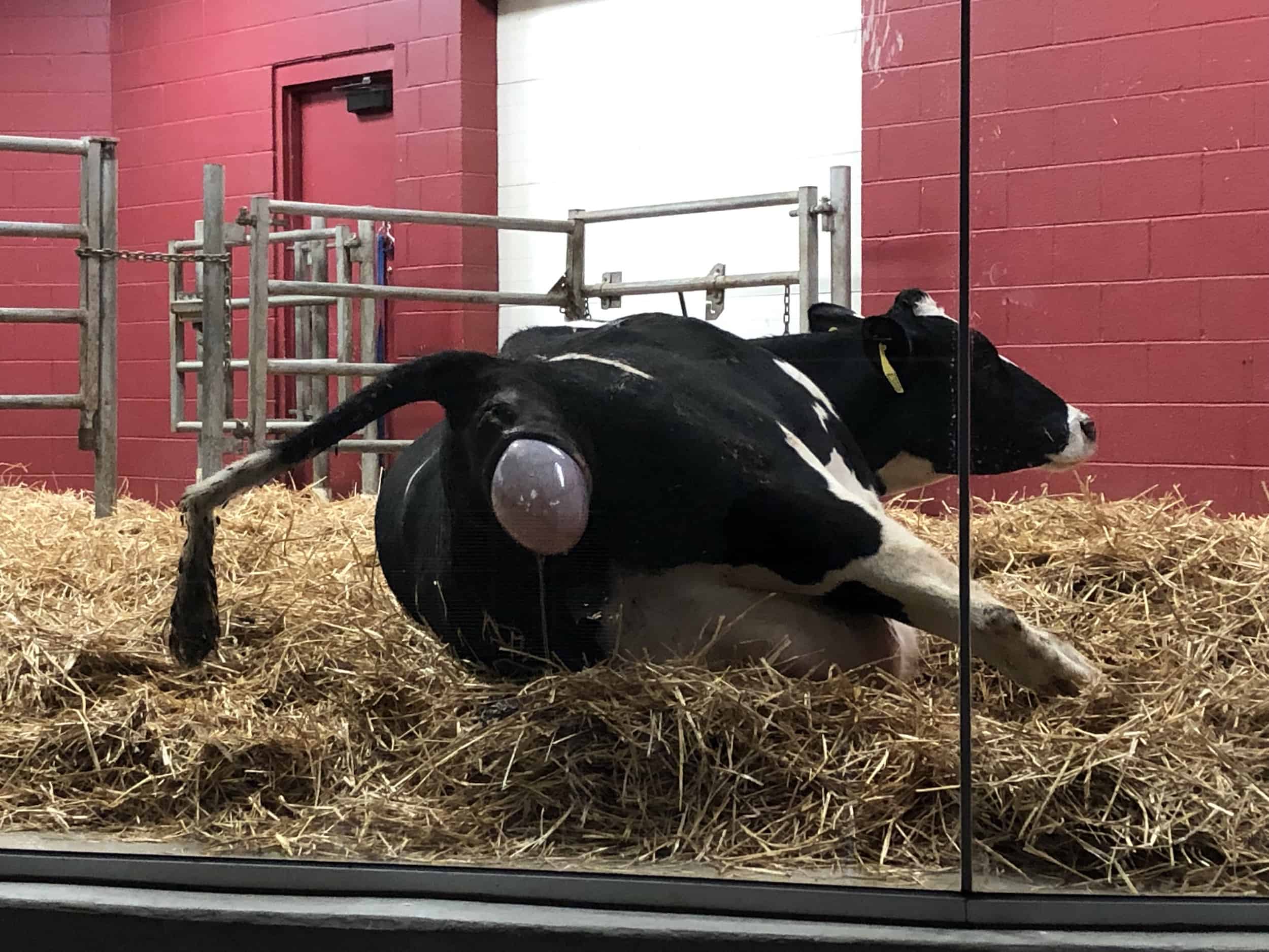 Cow giving birth at the Birthing Barn at Fair Oaks Farms in Indiana