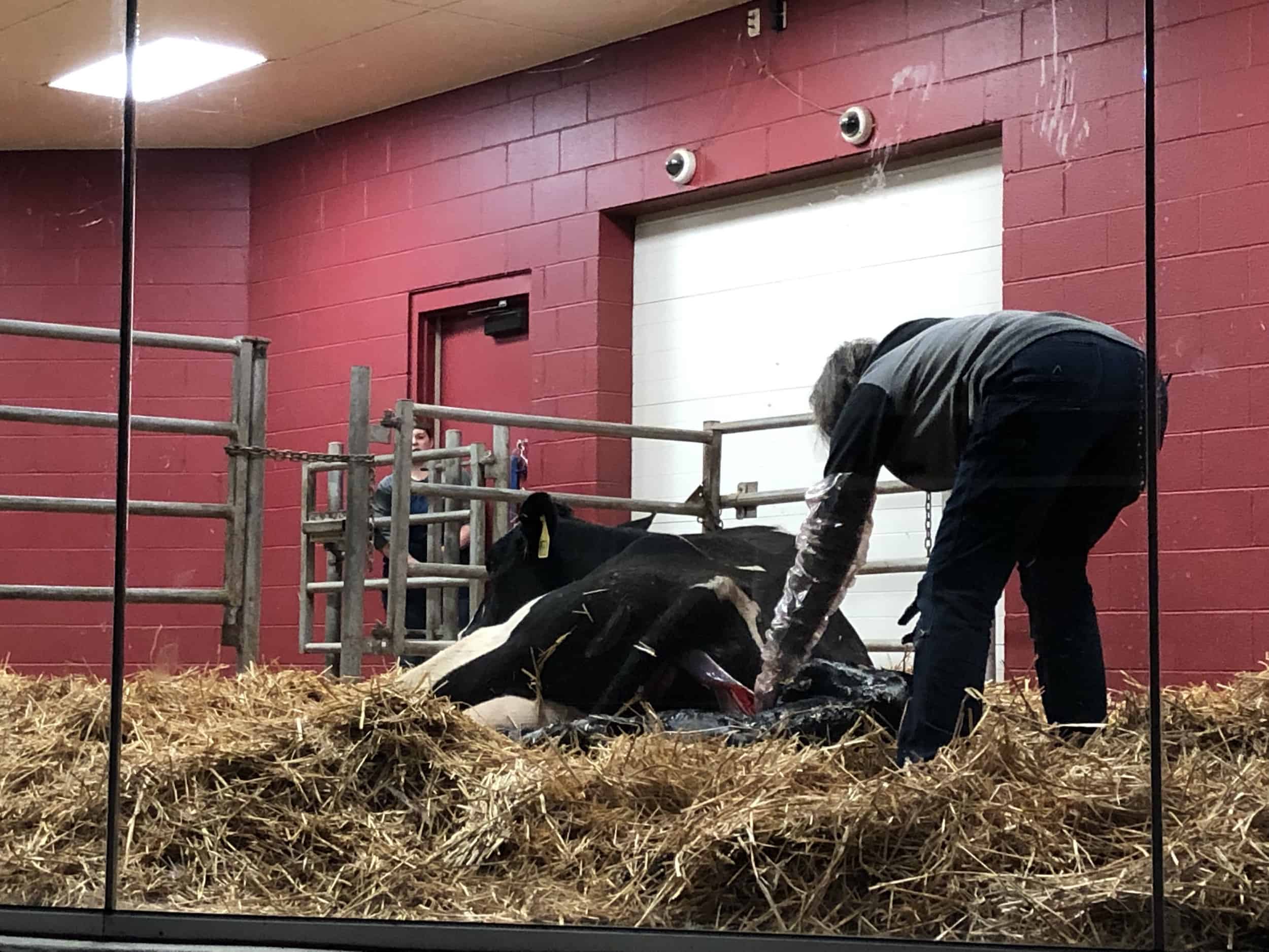 Vet helping the cow give birth at the Birthing Barn
