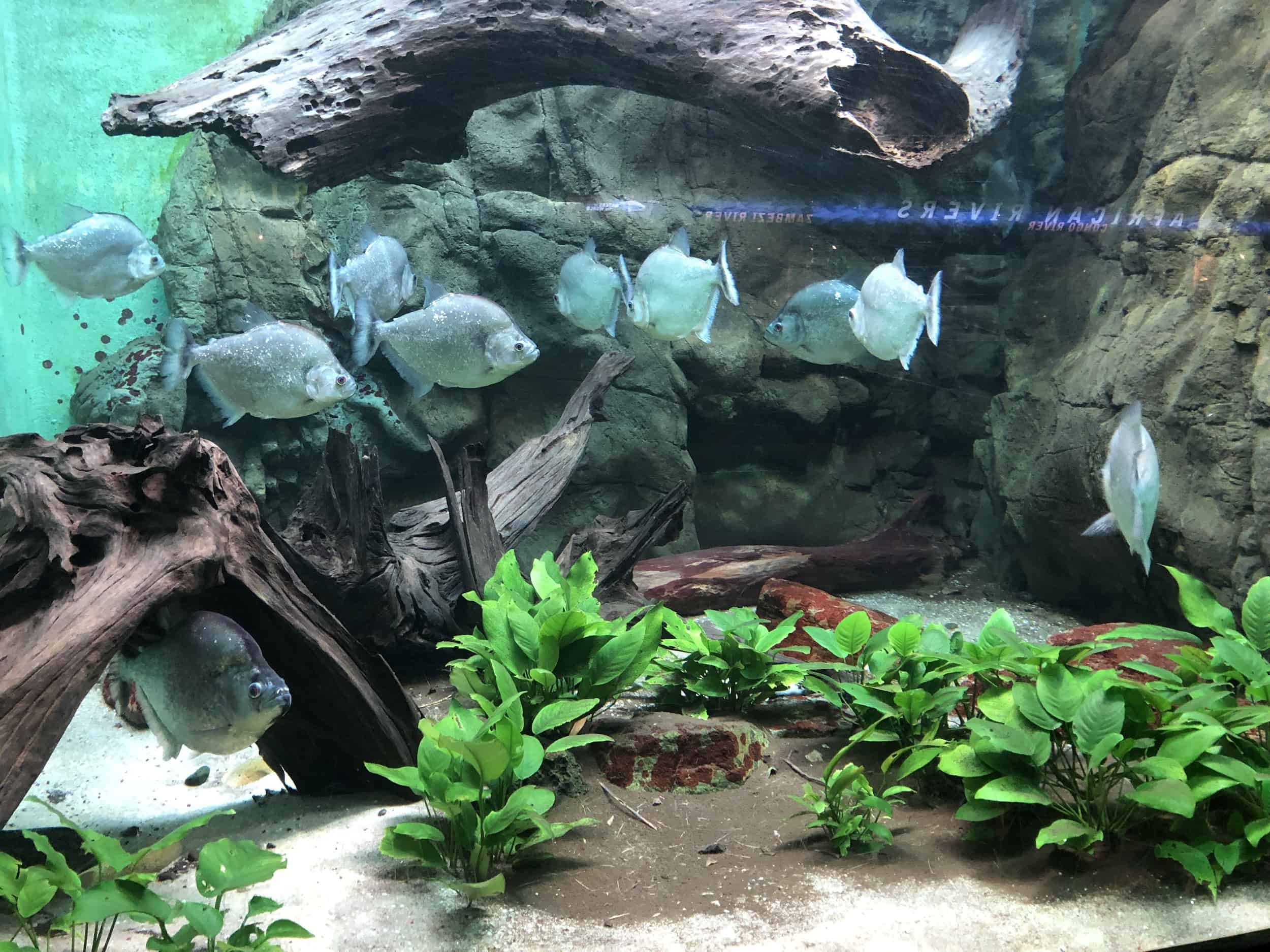 Violet-line piranhas in Rivers on the Main Level at the Shedd Aquarium in Chicago, Illinois