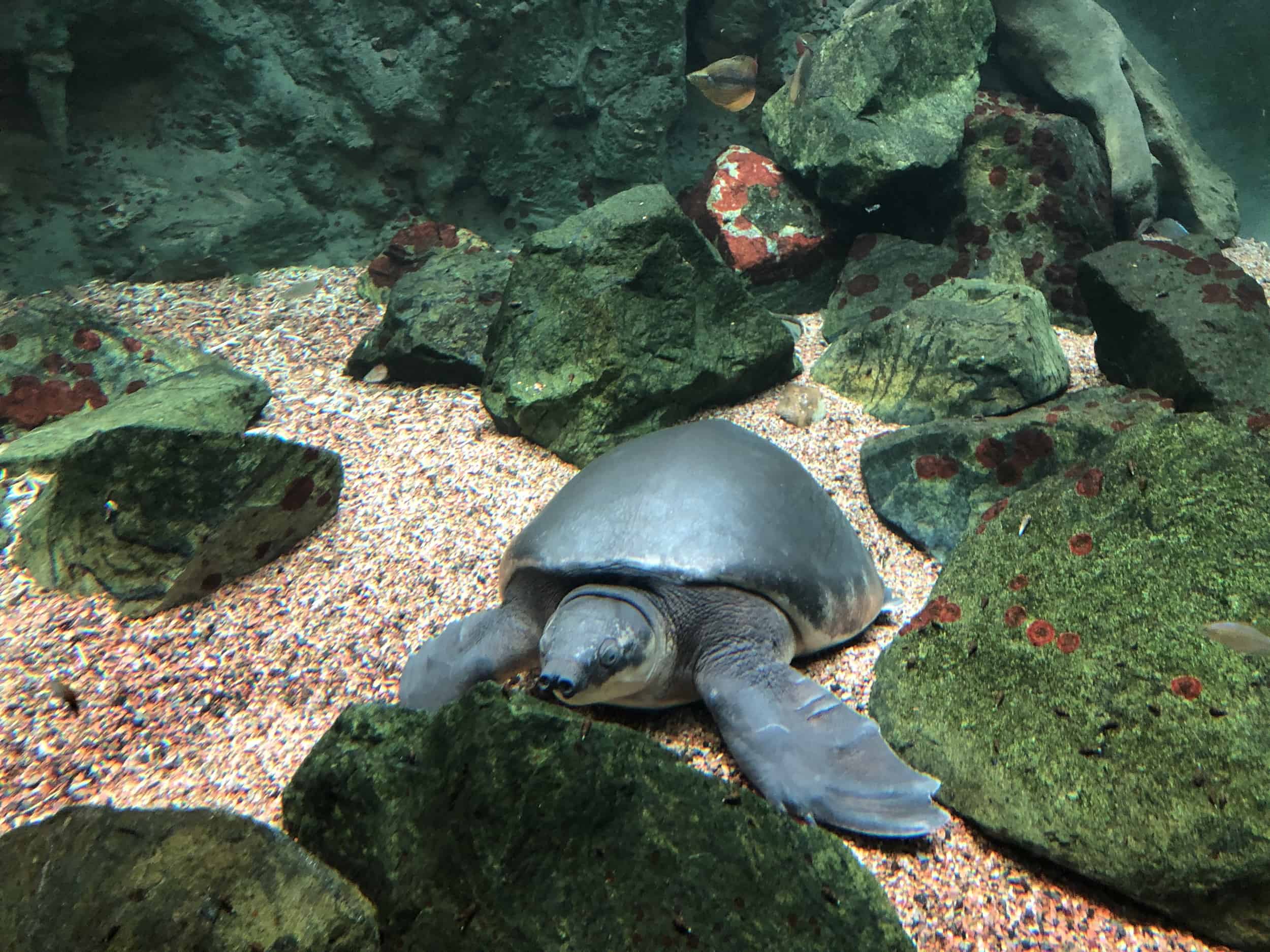 Fly river turtle in Rivers on the Main Level at the Shedd Aquarium in Chicago, Illinois