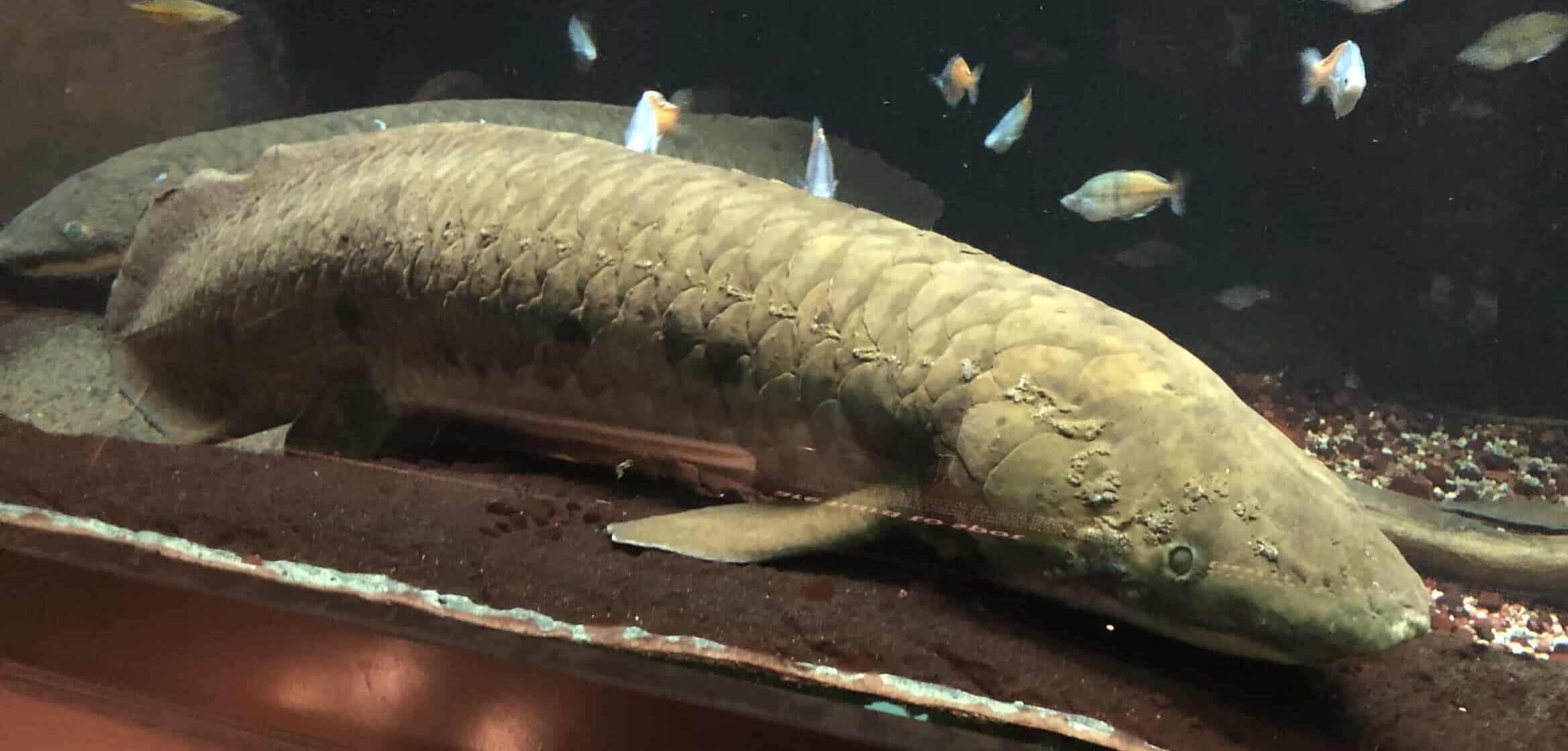 Australian lungfish in Rivers on the Main Level at the Shedd Aquarium in Chicago, Illinois