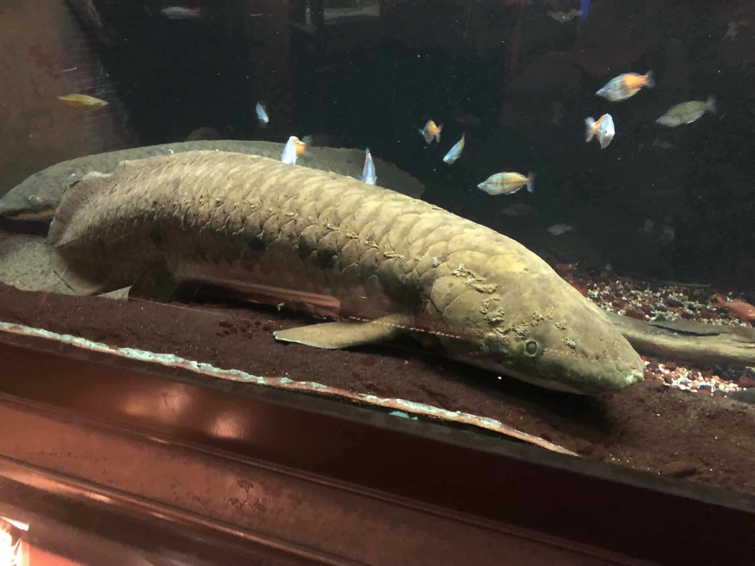 Australian lungfish in Rivers on the Main Level at the Shedd Aquarium in Chicago, Illinois