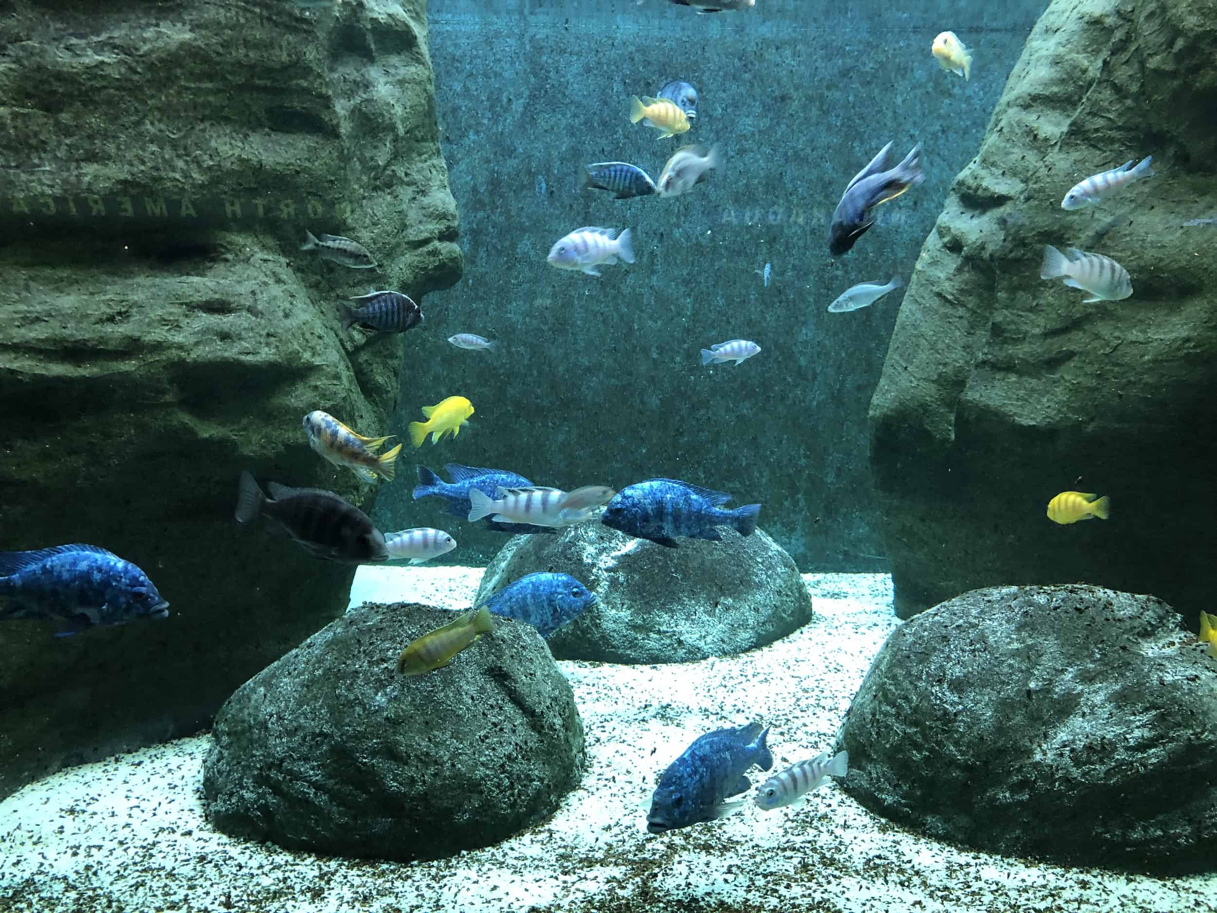 Cichlids in Islands and Lakes