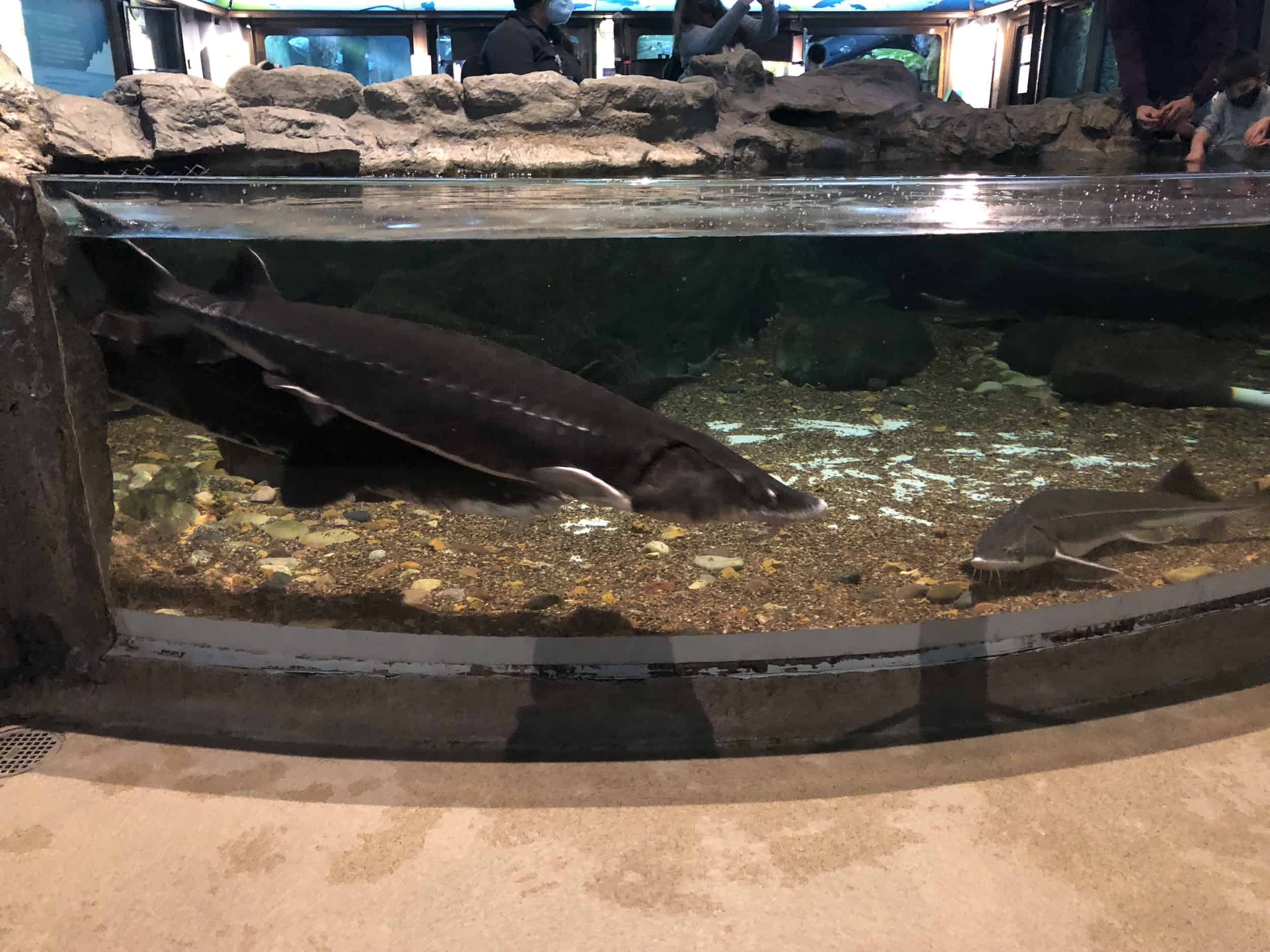 Sturgeon touch pool in At Home on the Great Lakes