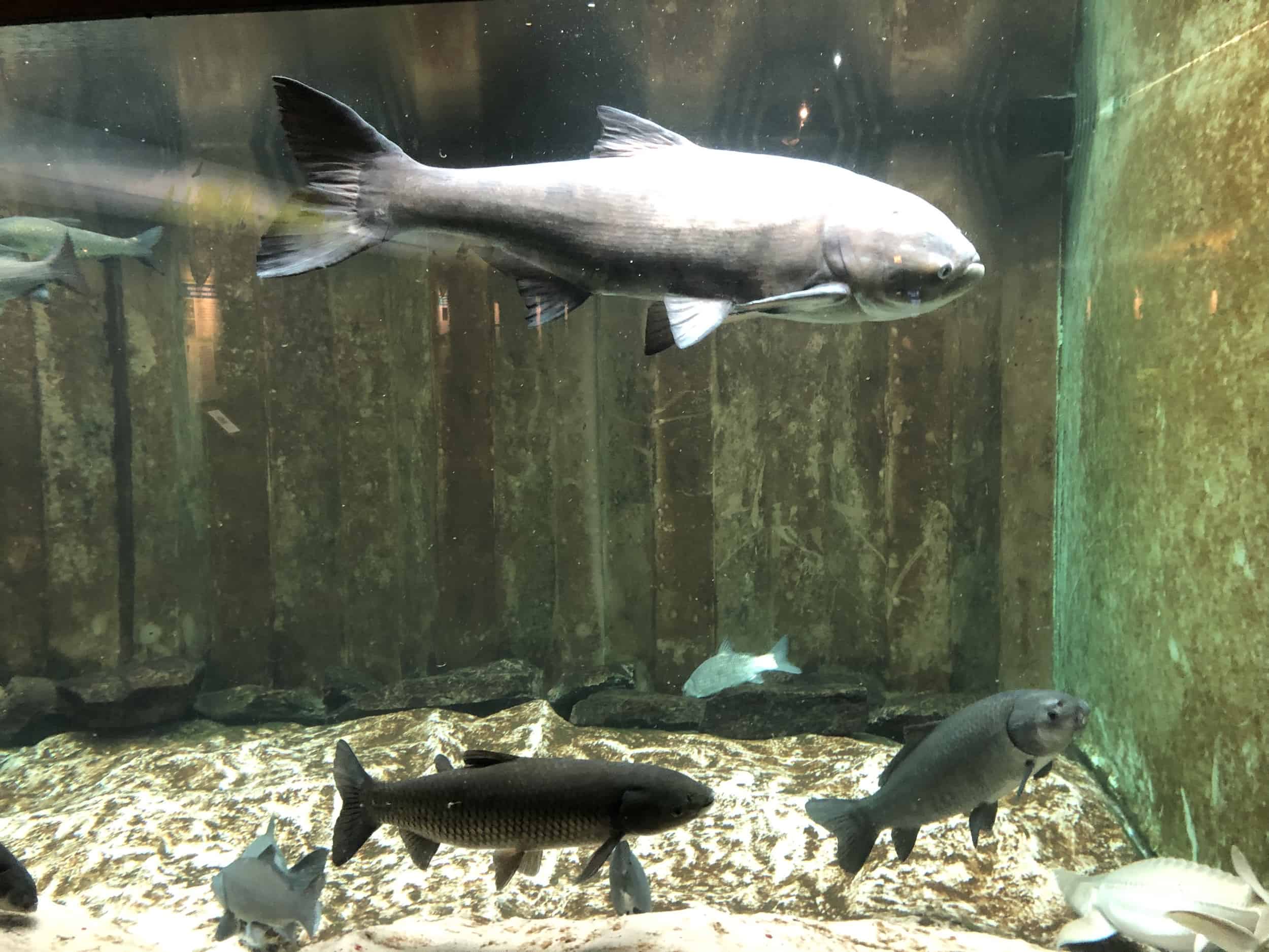 Great Lakes environment with invasive Asian carp in At Home on the Great Lakes