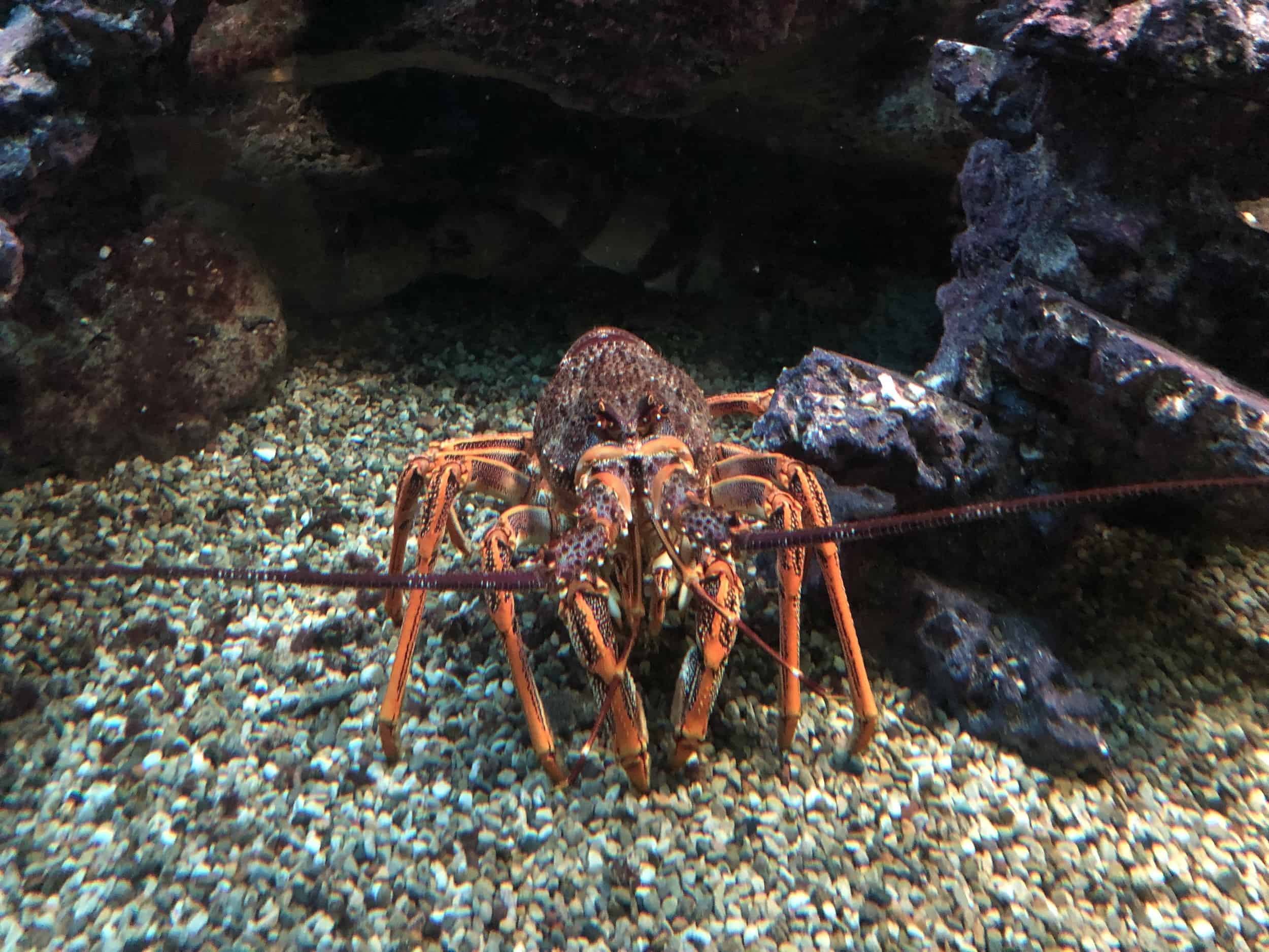 Lobster in Oceans