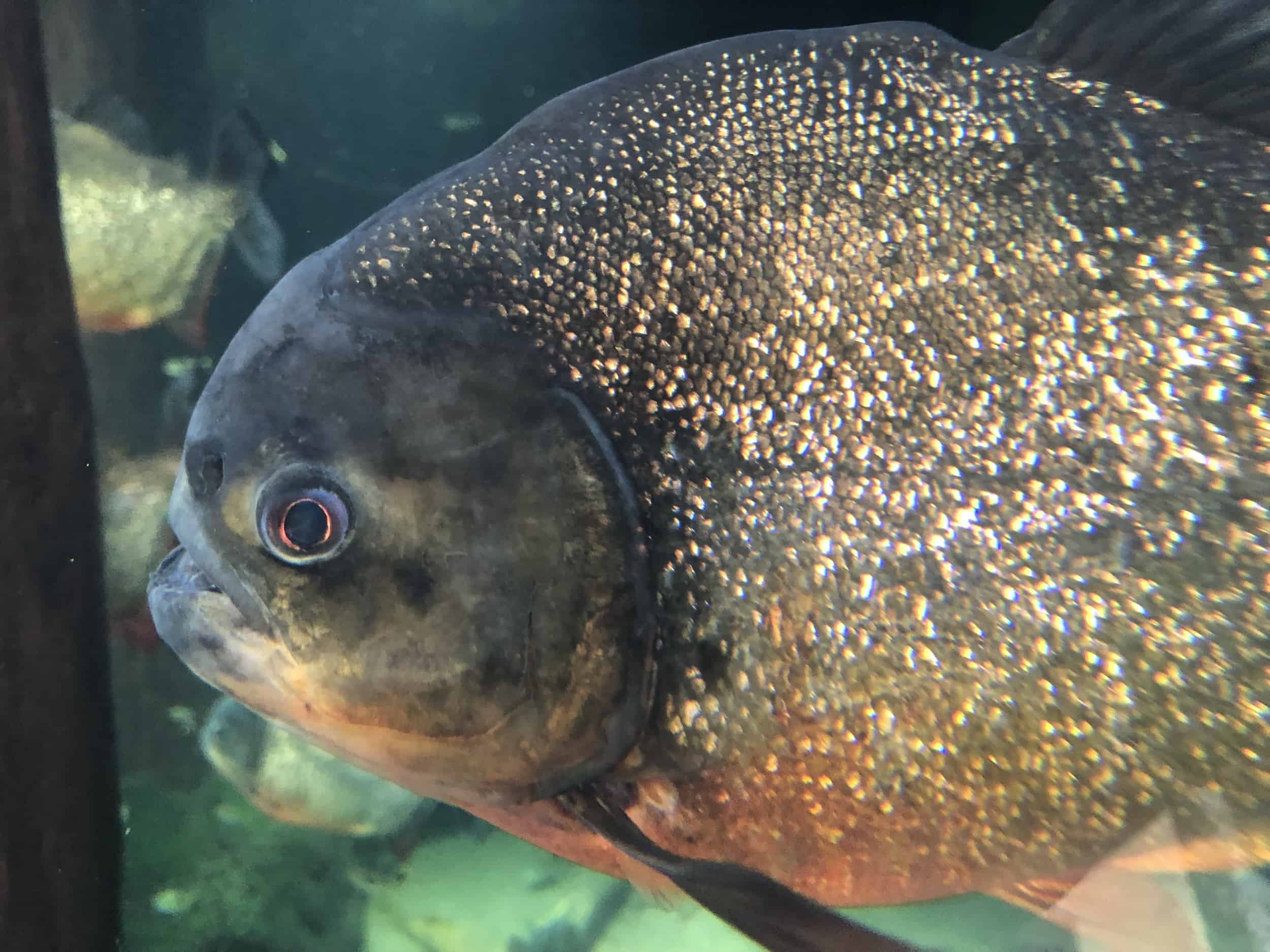 Piranha in Amazon Rising on the Main Level at the Shedd Aquarium in Chicago, Illinois