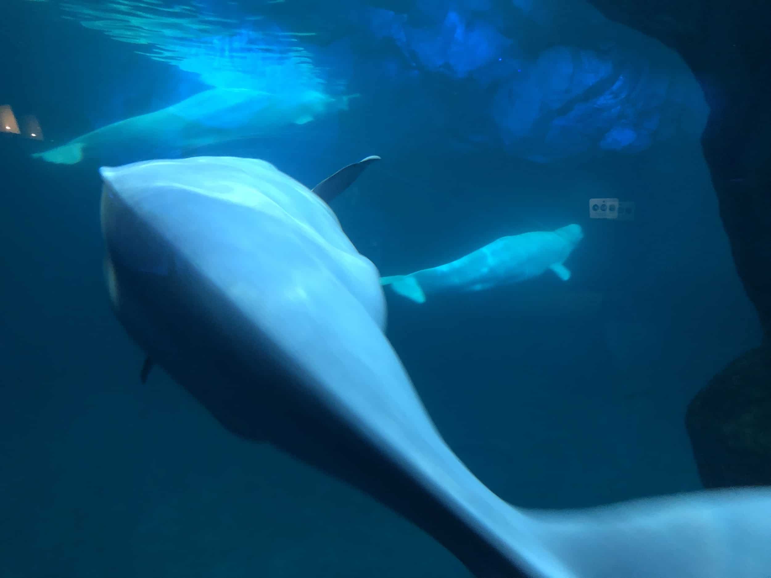 Beluga whale underwater viewing area in the Polar Play Zone