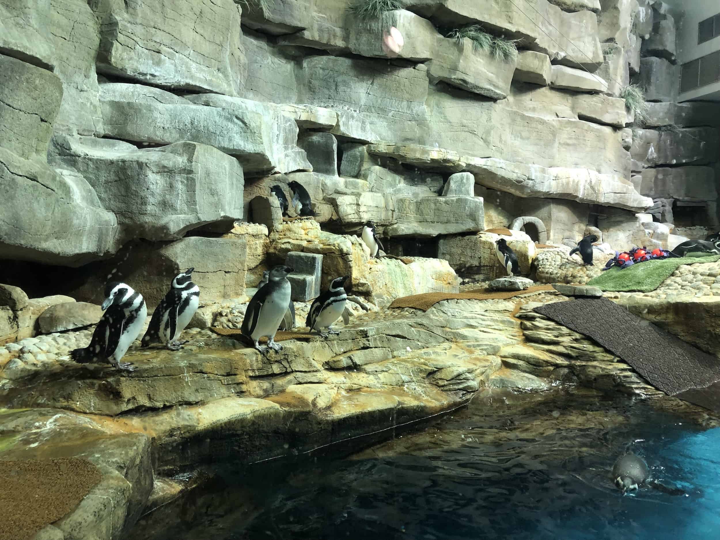 Magellanic penguins in the Polar Play Zone at the Shedd Aquarium in Chicago, Illinois