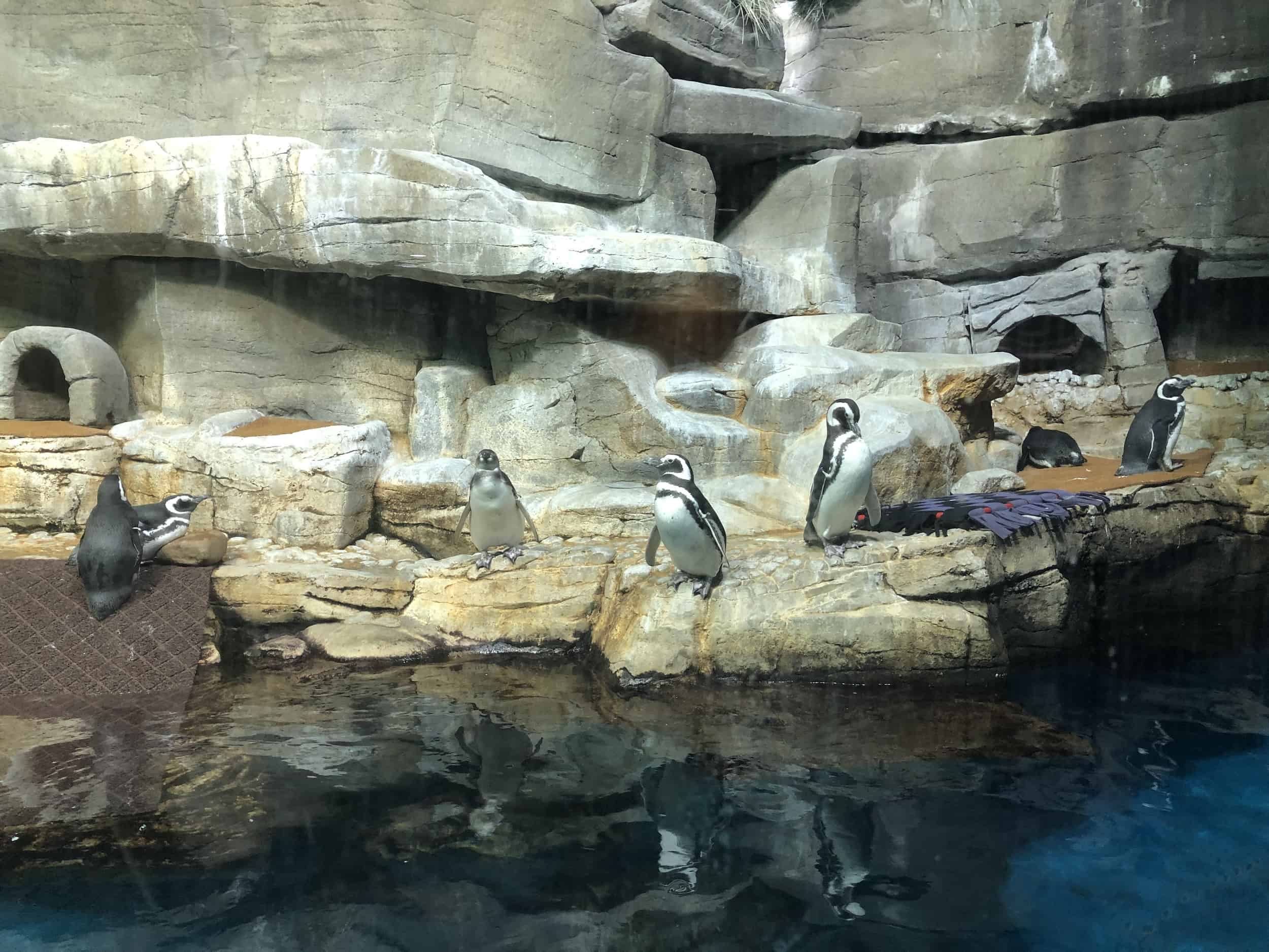 Magellanic penguins in the Polar Play Zone at the Shedd Aquarium in Chicago, Illinois