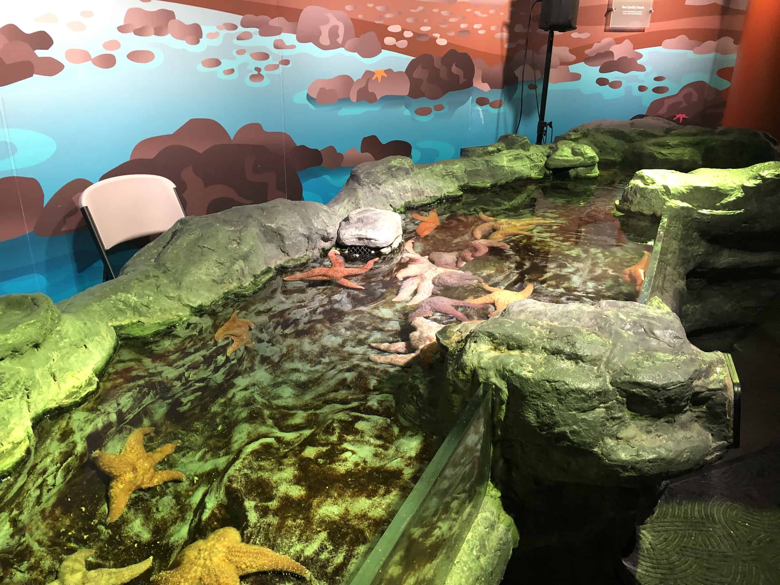 Starfish touch pool in the Polar Play Zone at the Shedd Aquarium in Chicago, Illinois