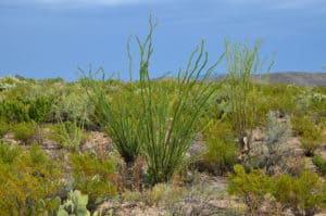 Ocotillo at Dugout Wells at Big Bend National Park in Texas