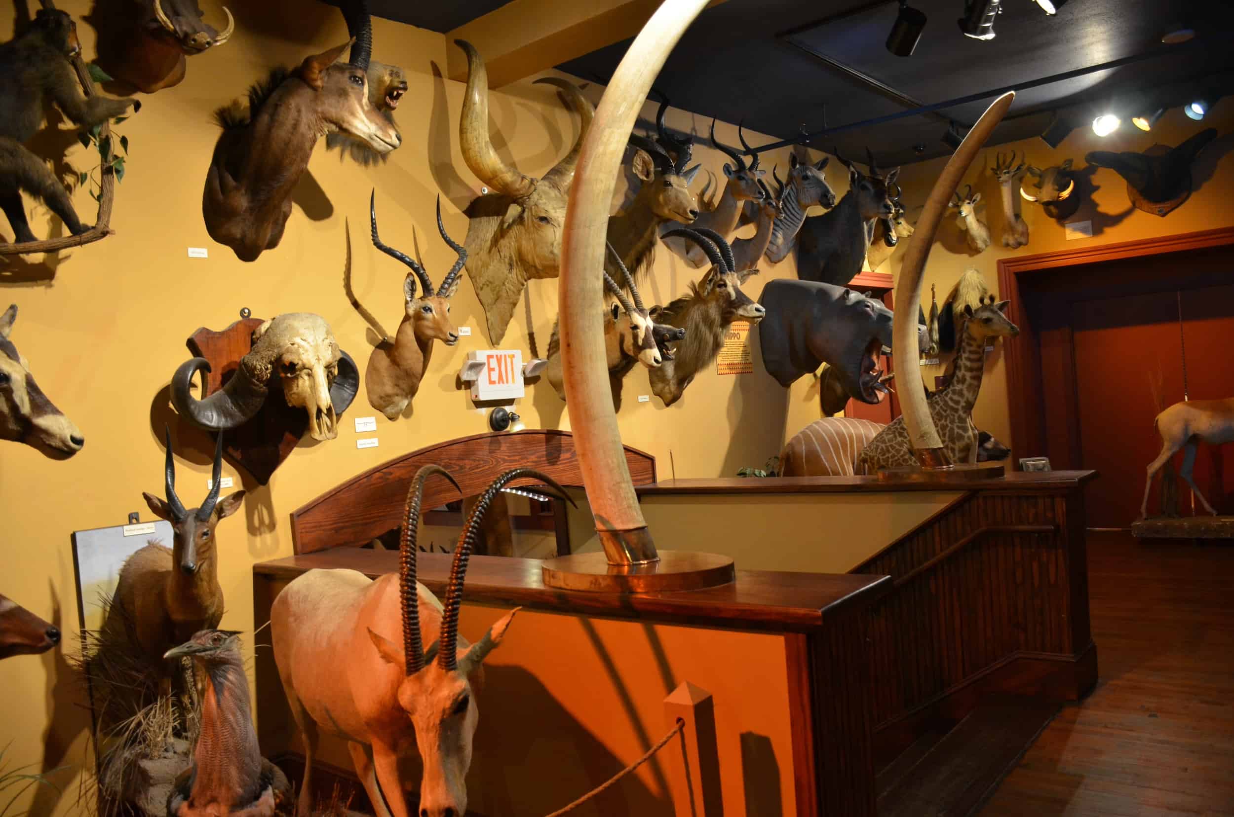 Mounted animals at the Buckhorn Museum in San Antonio, Texas