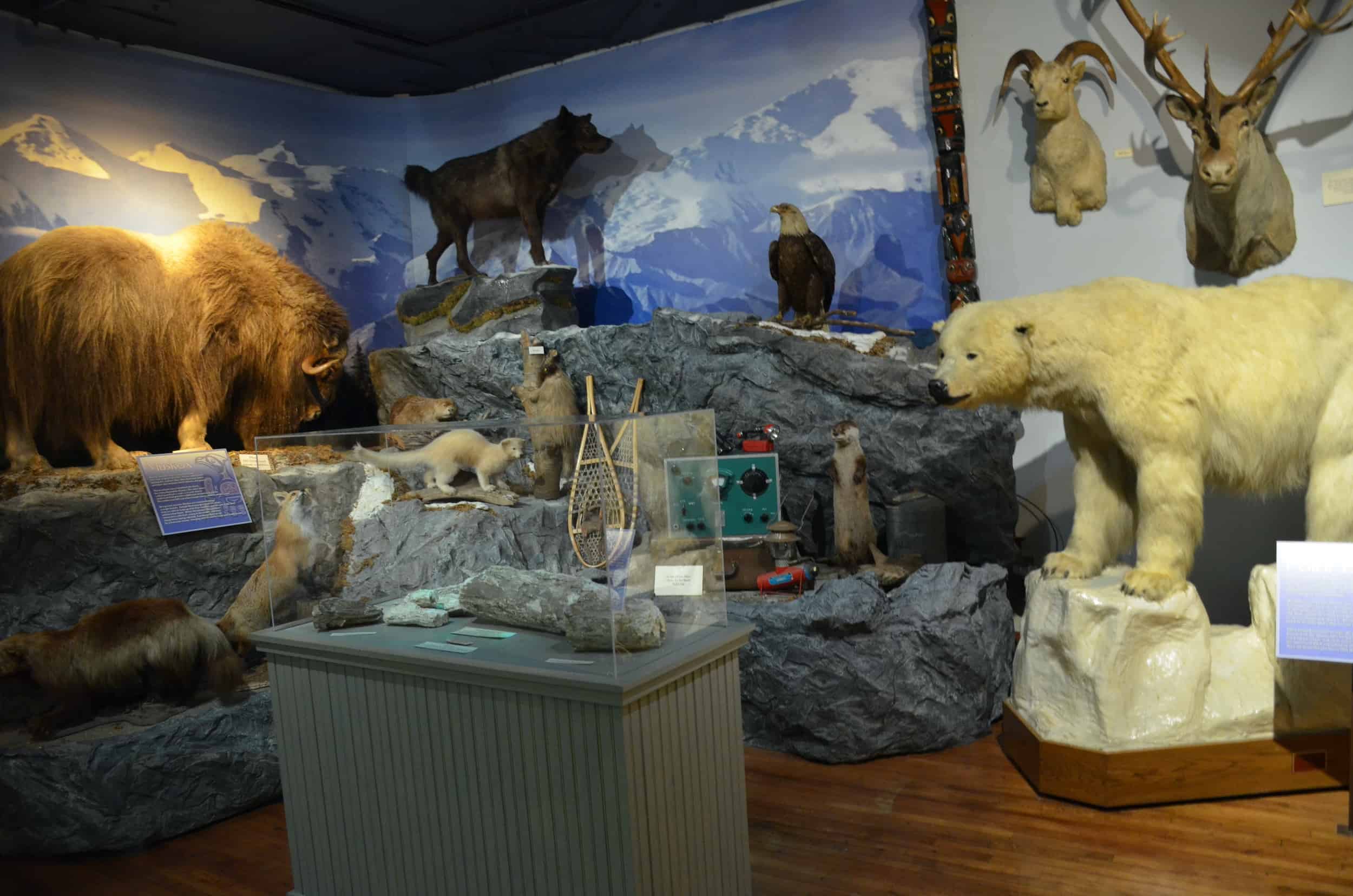 Animals from the polar region at the Buckhorn Museum in San Antonio, Texas