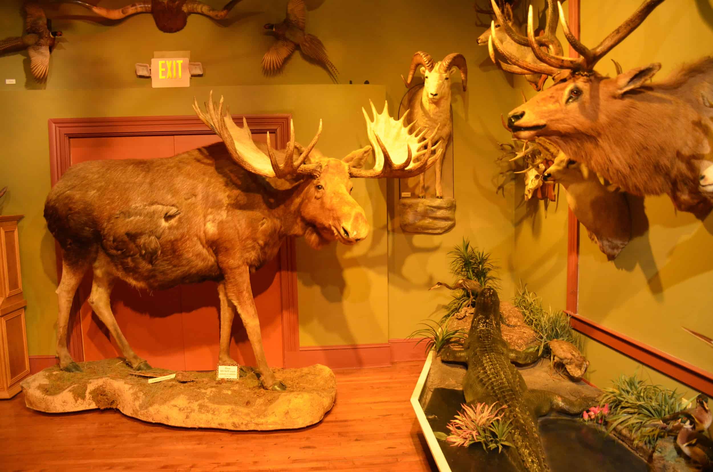 American animals at the Buckhorn Museum in San Antonio, Texas