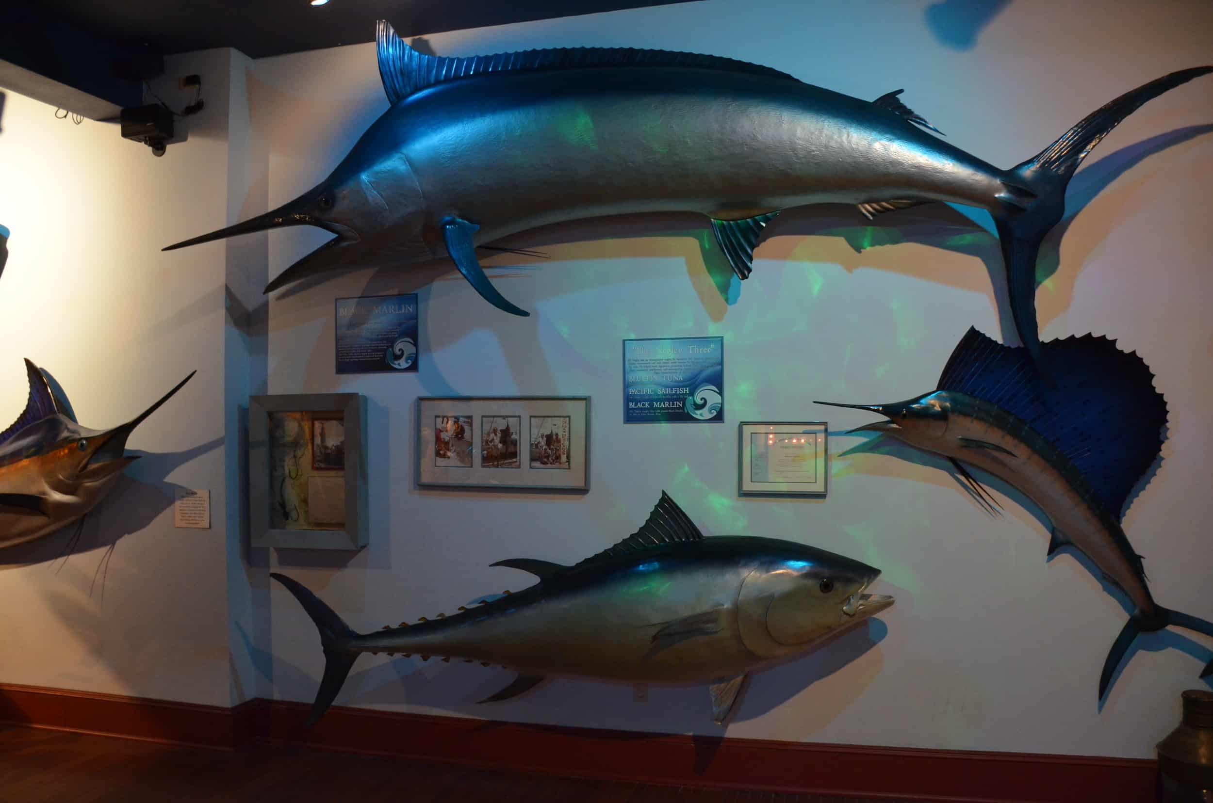 Trophy fish at the Buckhorn Museum in San Antonio, Texas