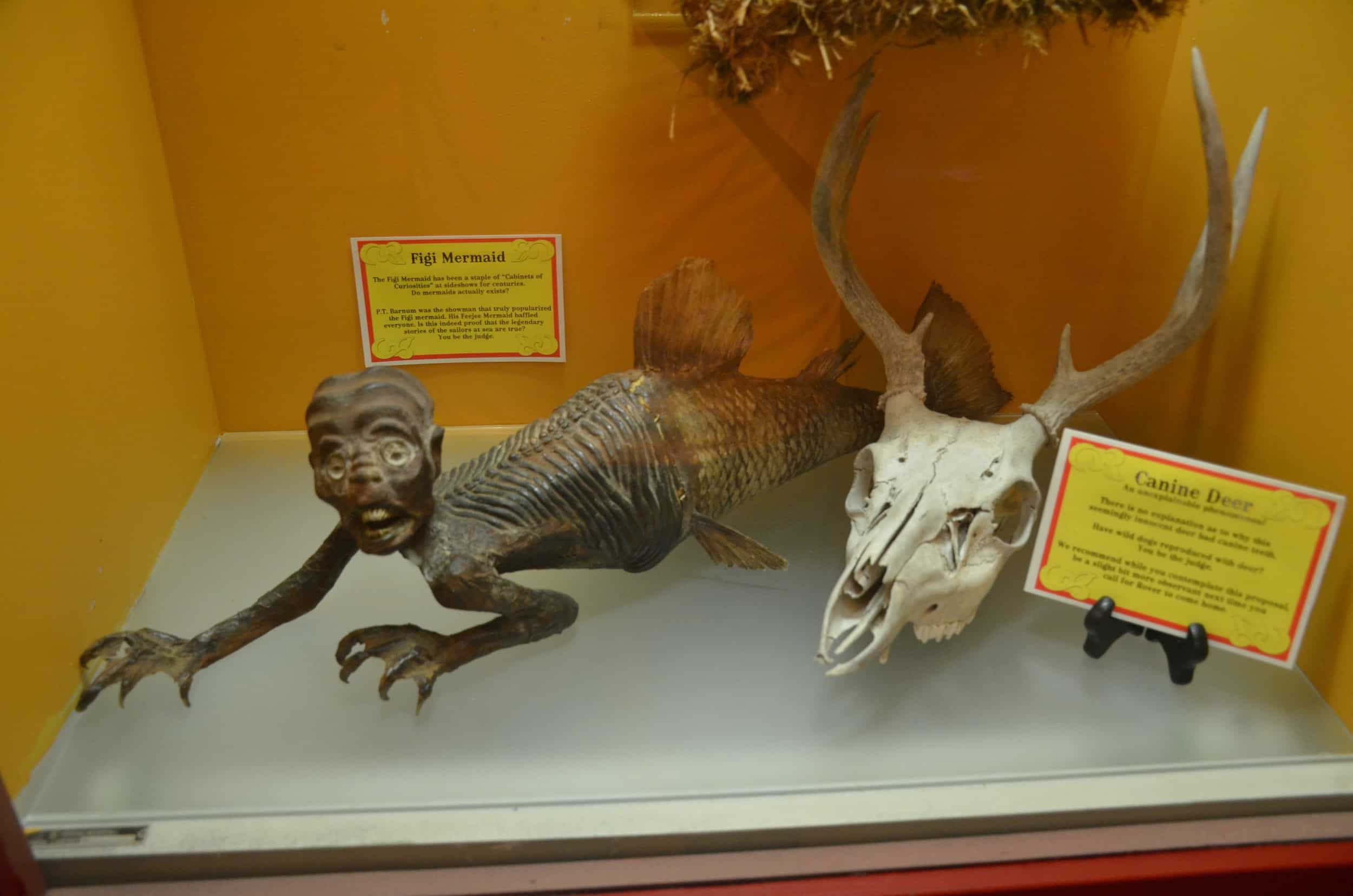 Figi mermaid and canine deer at the Buckhorn Museum in San Antonio, Texas