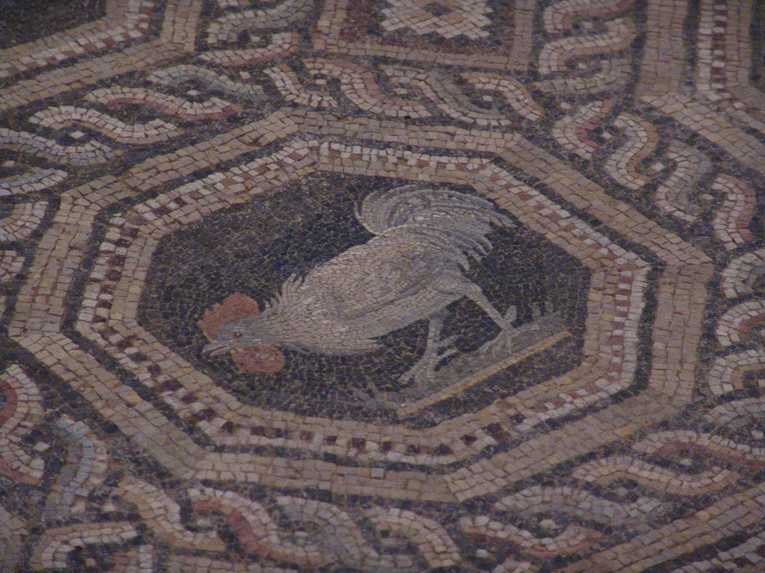 White rooster on a mosaic floor of Building Z