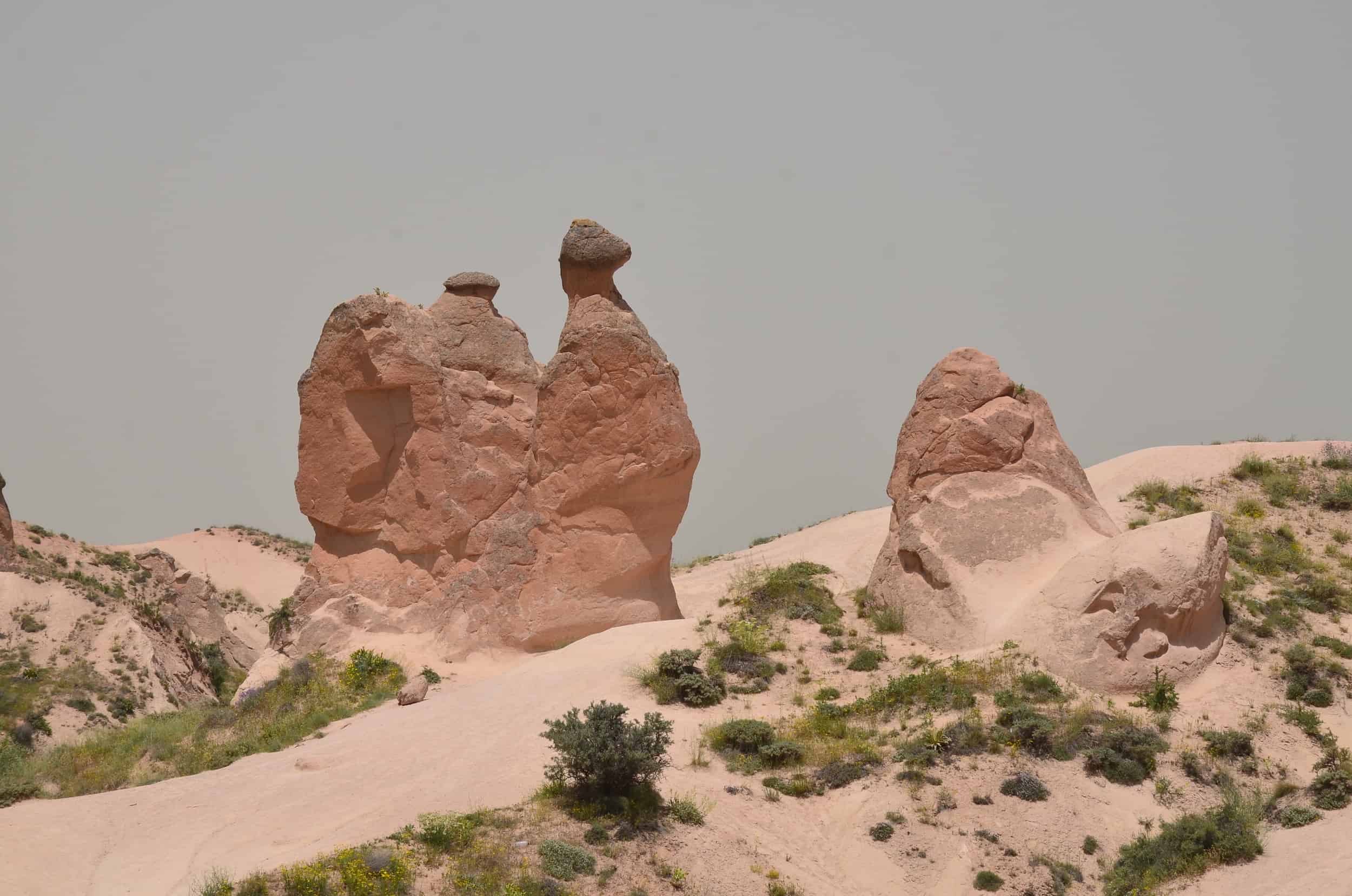 Camel in Devrent Valley (Imagination Valley) in Cappadocia, Turkey
