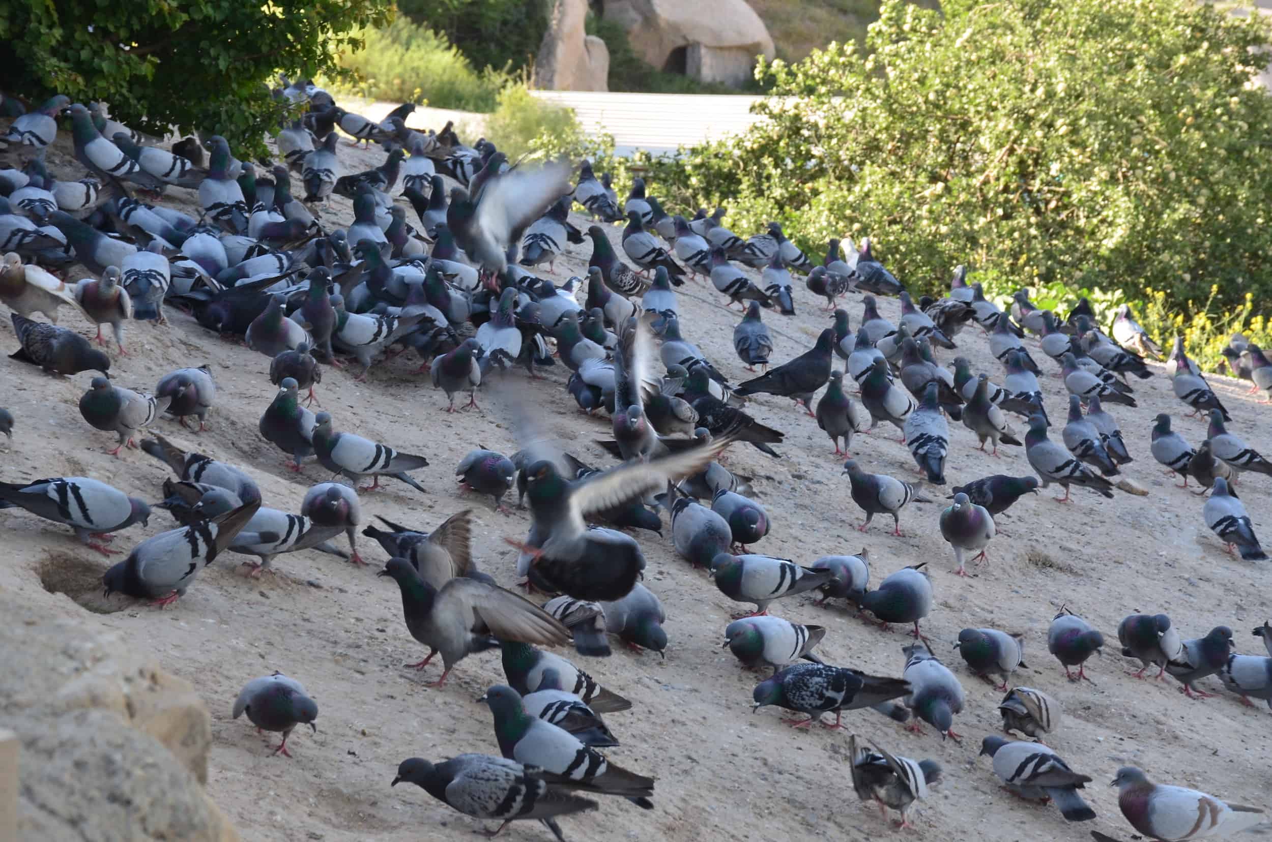 Pigeons at Pigeon Valley in Cappadocia, Turkey