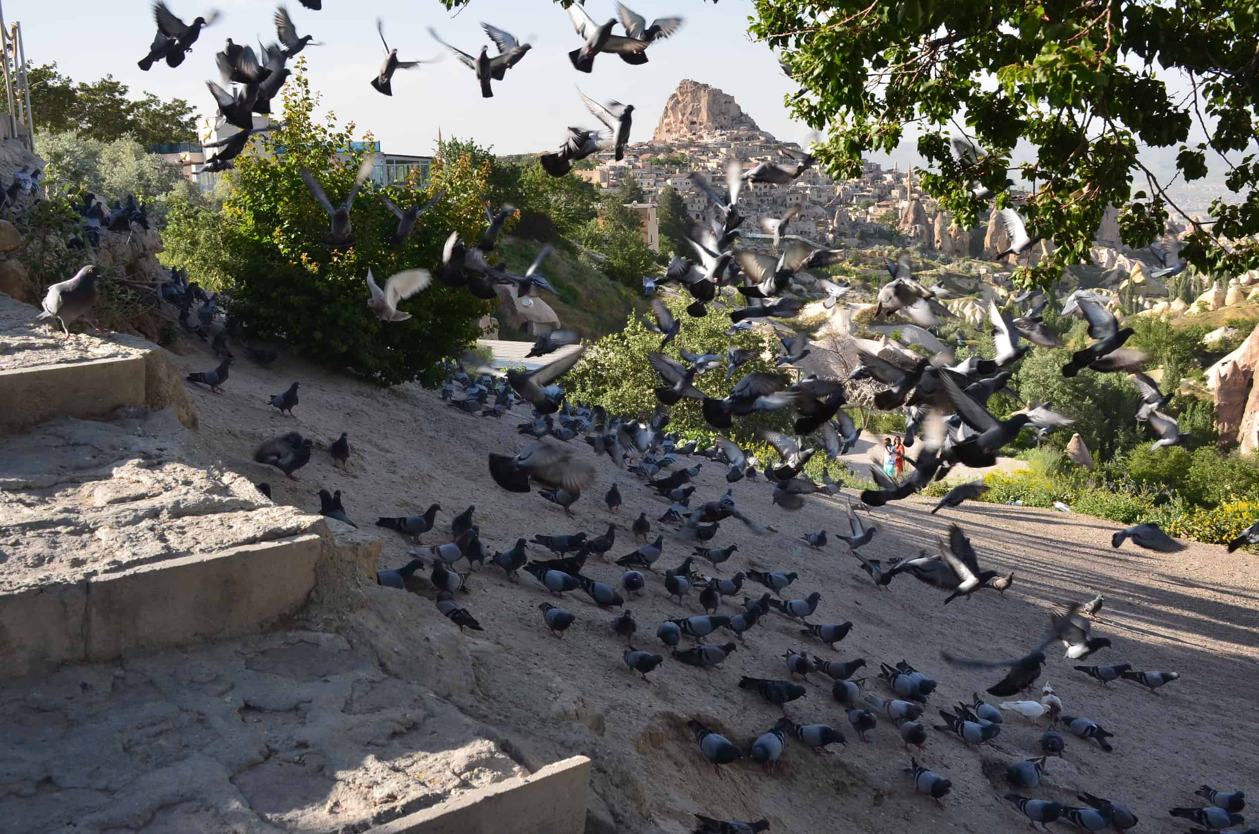More pigeons!