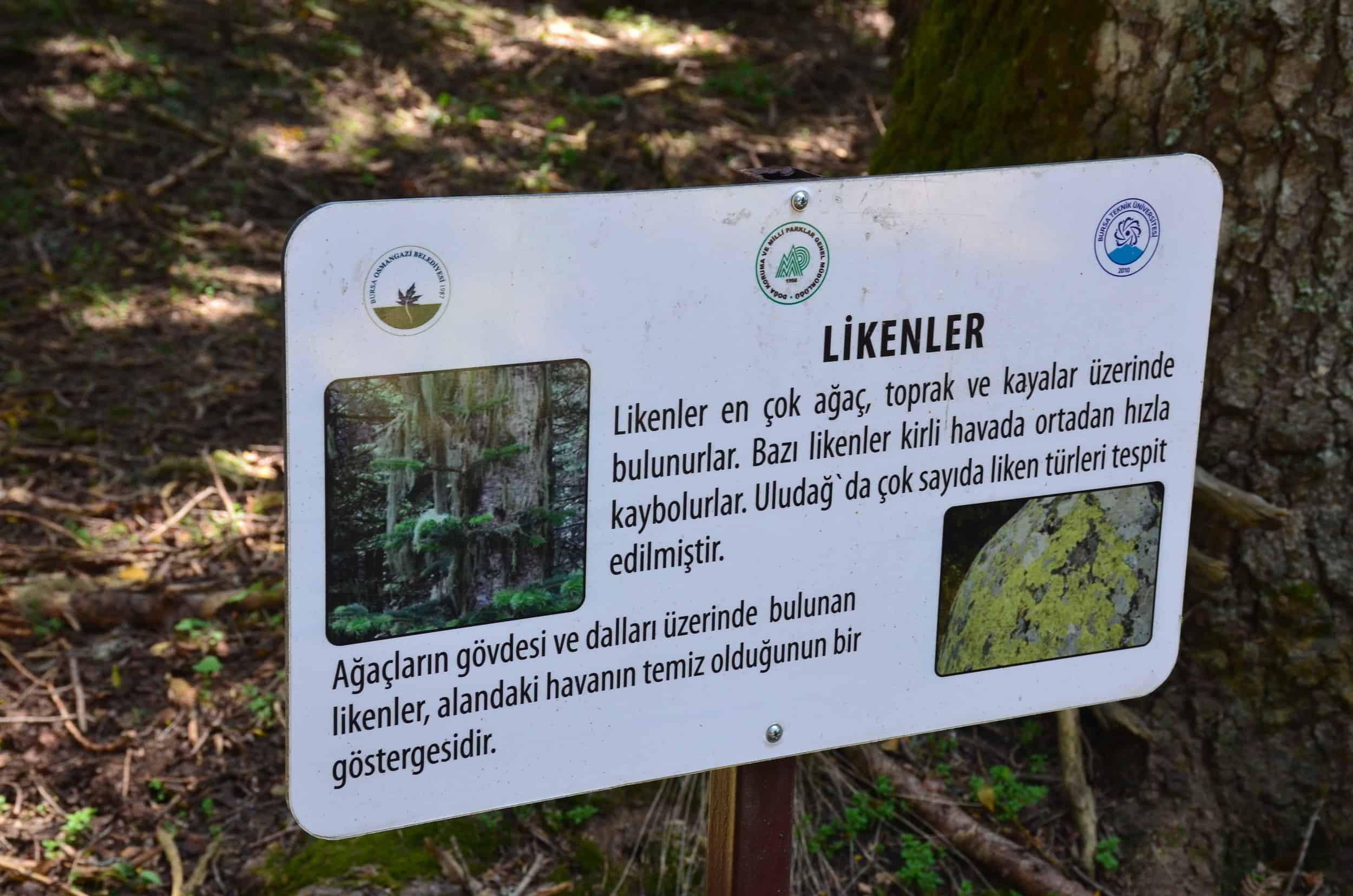 Sign teaching about lichens