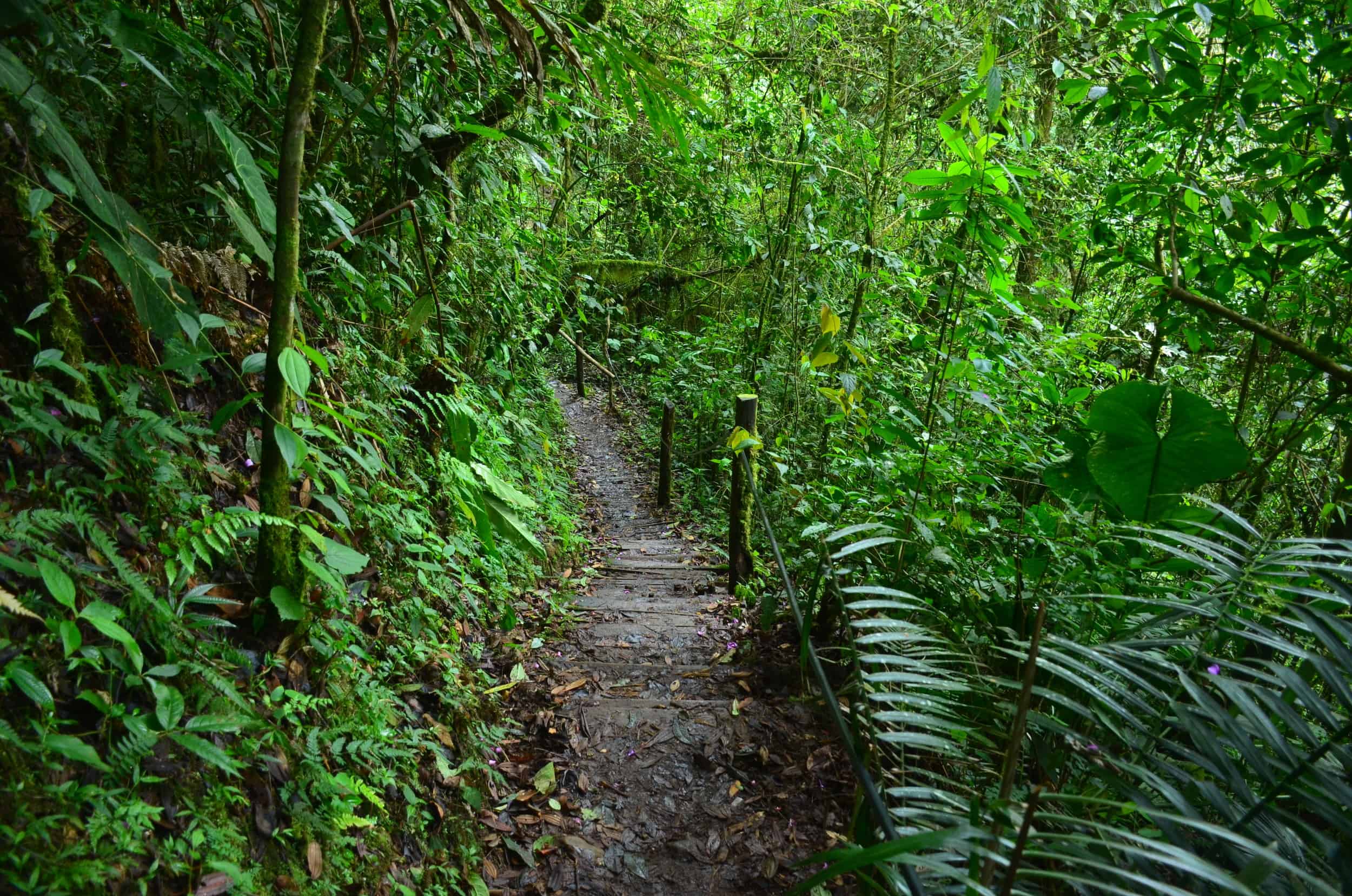 Walking through the forest at Santa Rita Nature Reserve in Boquía, Salento, Quindío, Colombia