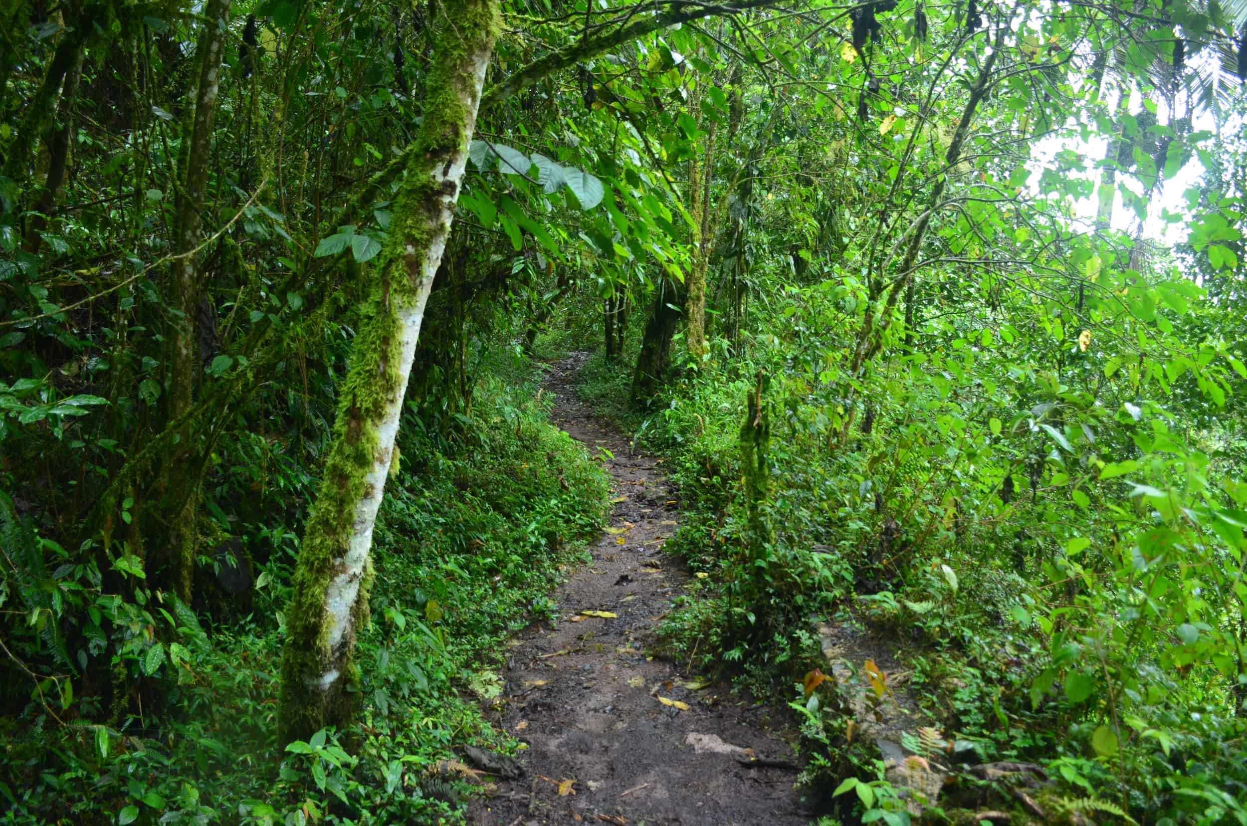 Alegría Trail at Santa Rita Nature Reserve in Boquía, Salento, Quindío, Colombia