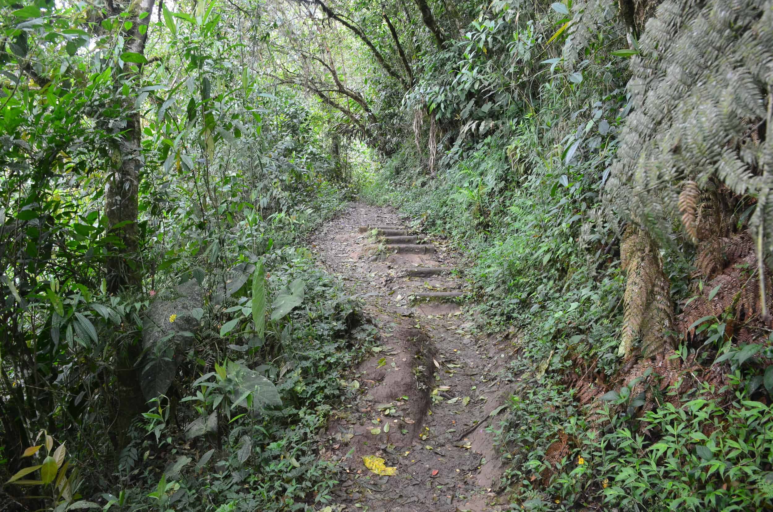 Incline at the beginning of the El Silencio Trail at Santa Rita Nature Reserve in Boquía, Salento, Quindío, Colombia