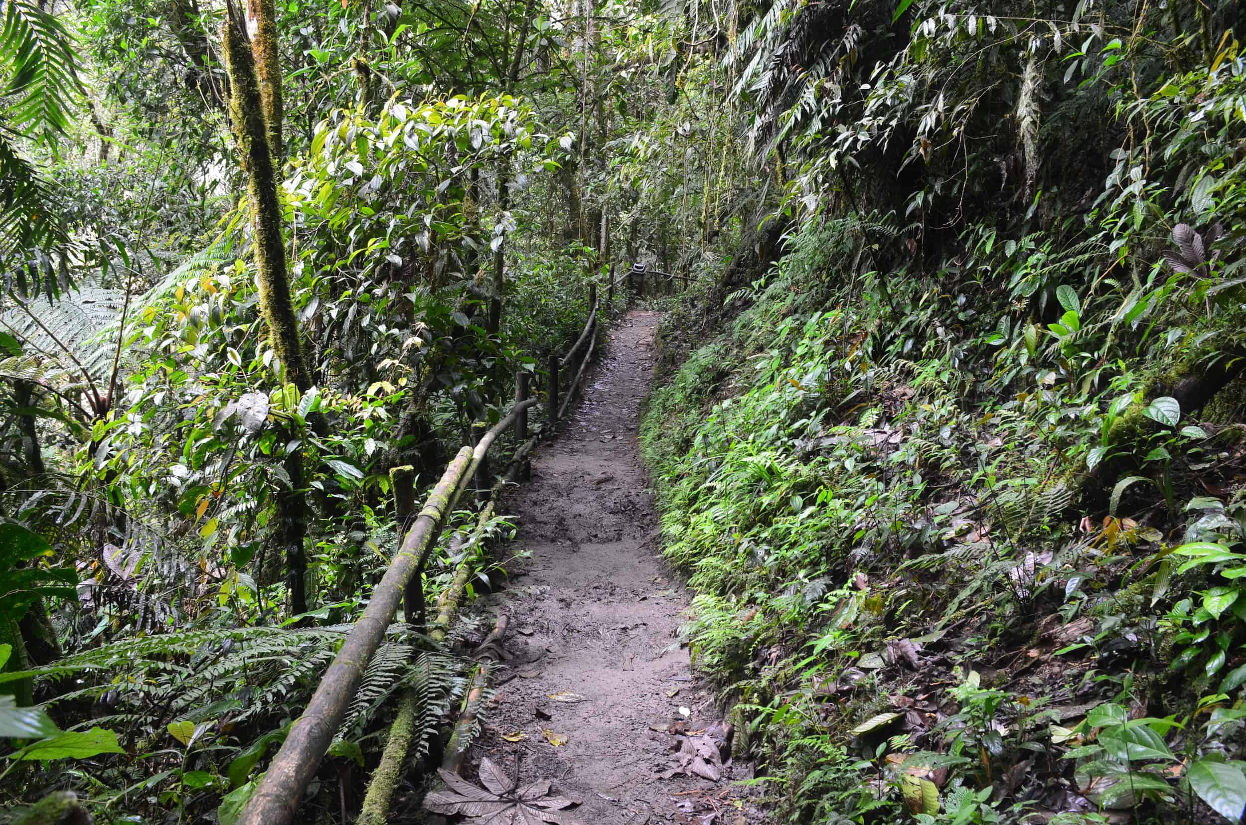 El Silencio Trail at Santa Rita Nature Reserve in Boquía, Salento, Quindío, Colombia