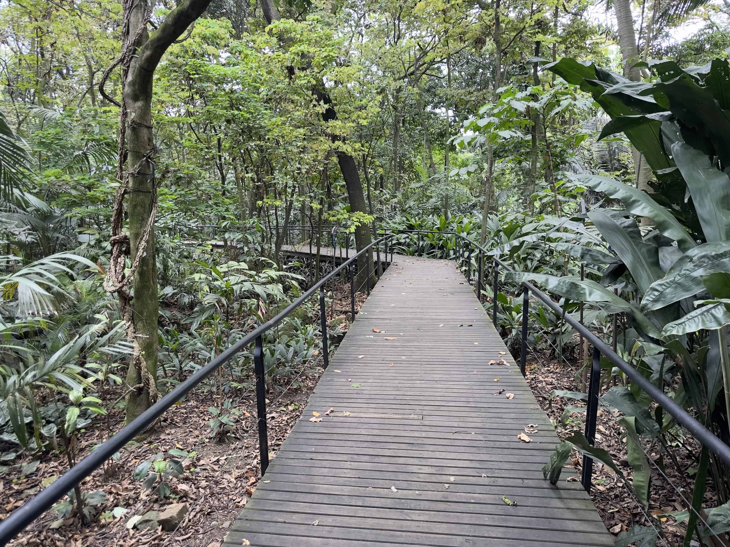 Andean Forest at the Medellín Botanical Garden in Medellín, Antioquia, Colombia