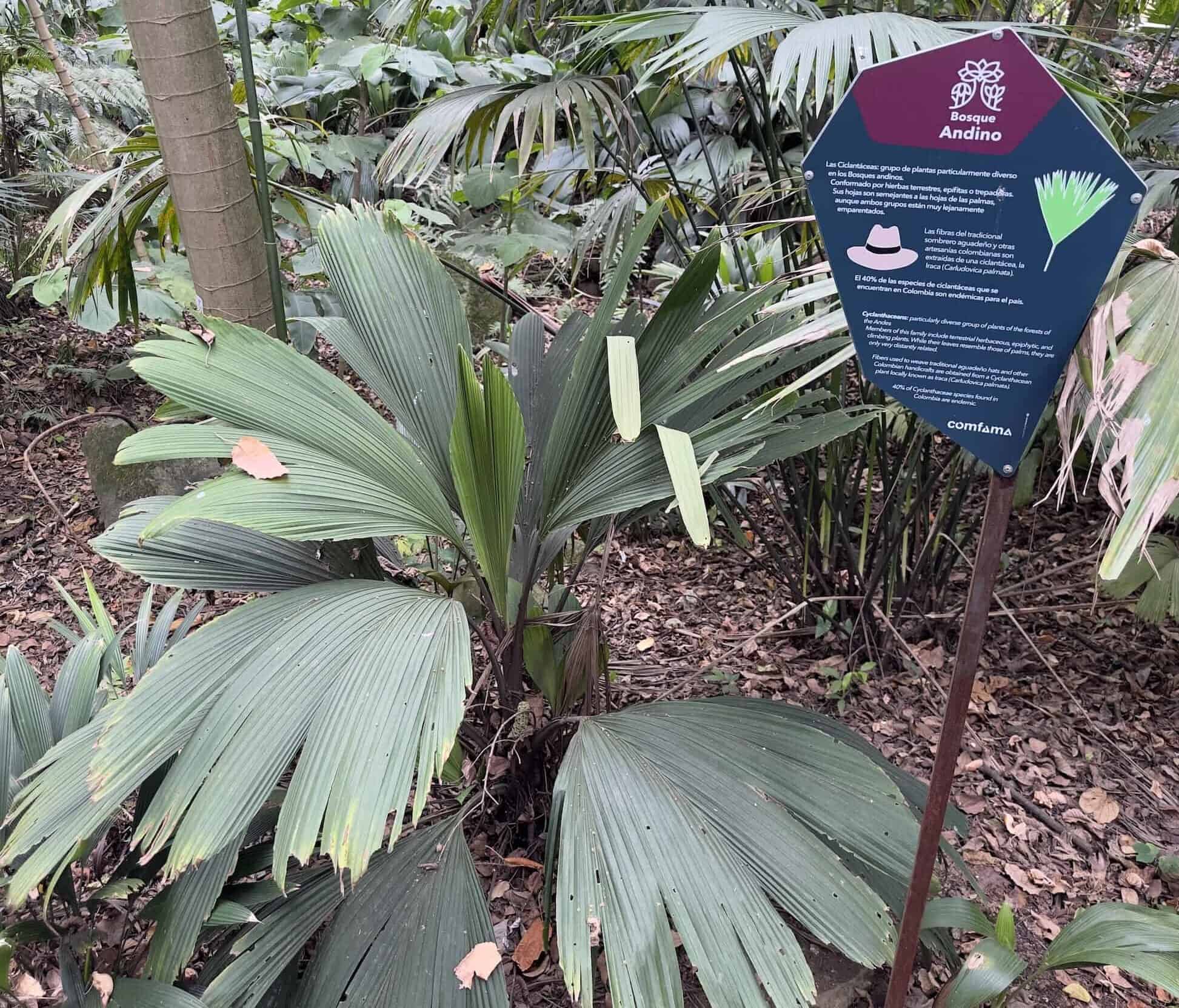 Cyclanthaceae in the Andean Forest