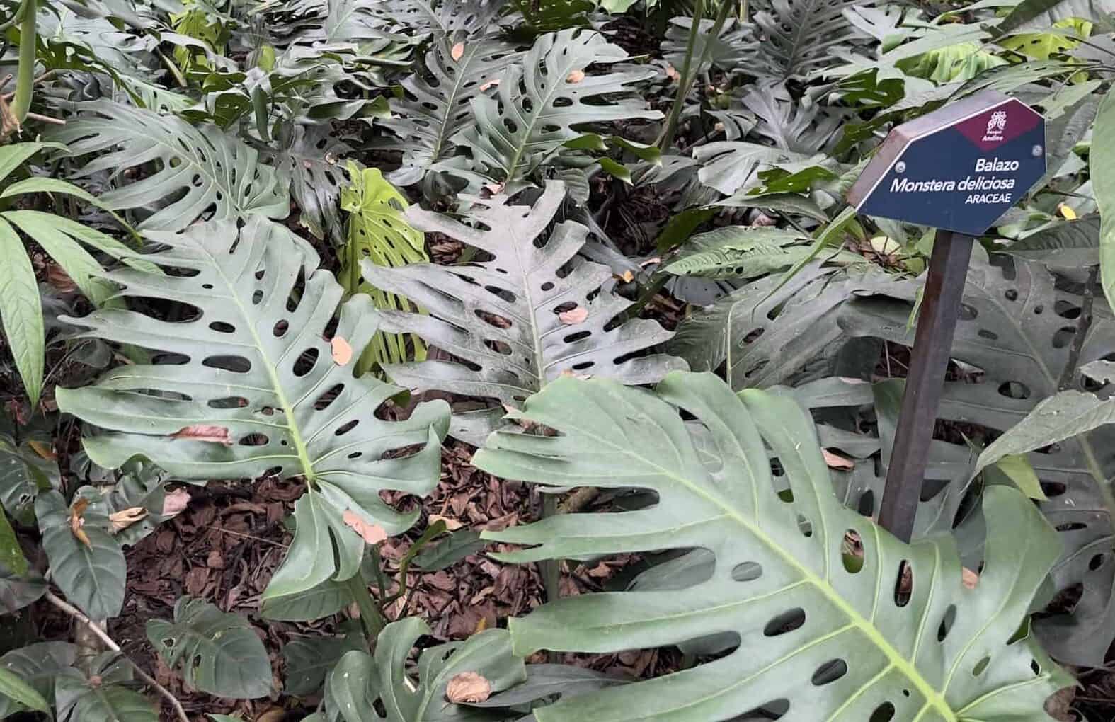 Monstera deliciosa in the Andean Forest