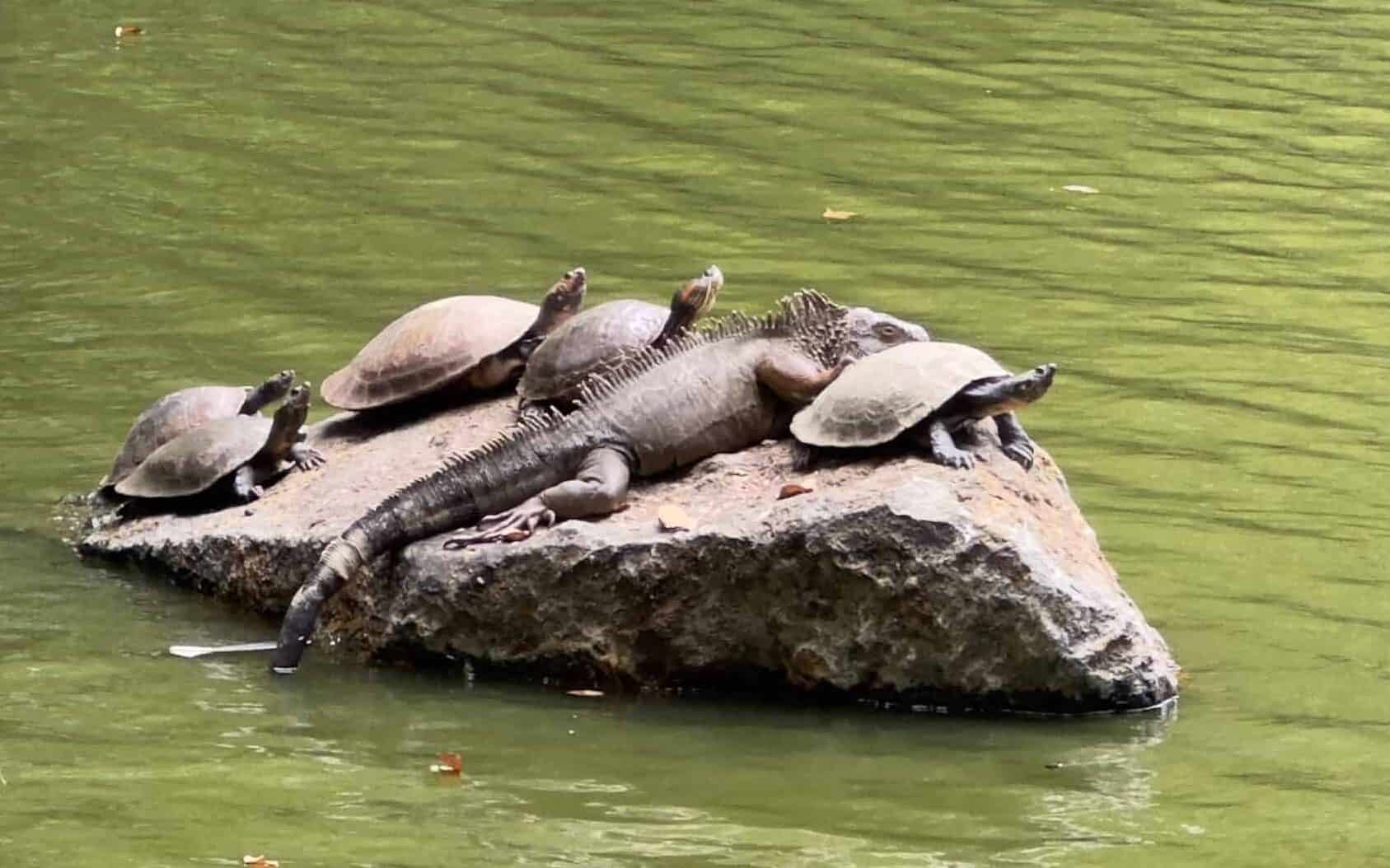 Turtles and an iguana resting on a rock at the Lagoon at the Medellín Botanical Garden in Medellín, Antioquia, Colombia