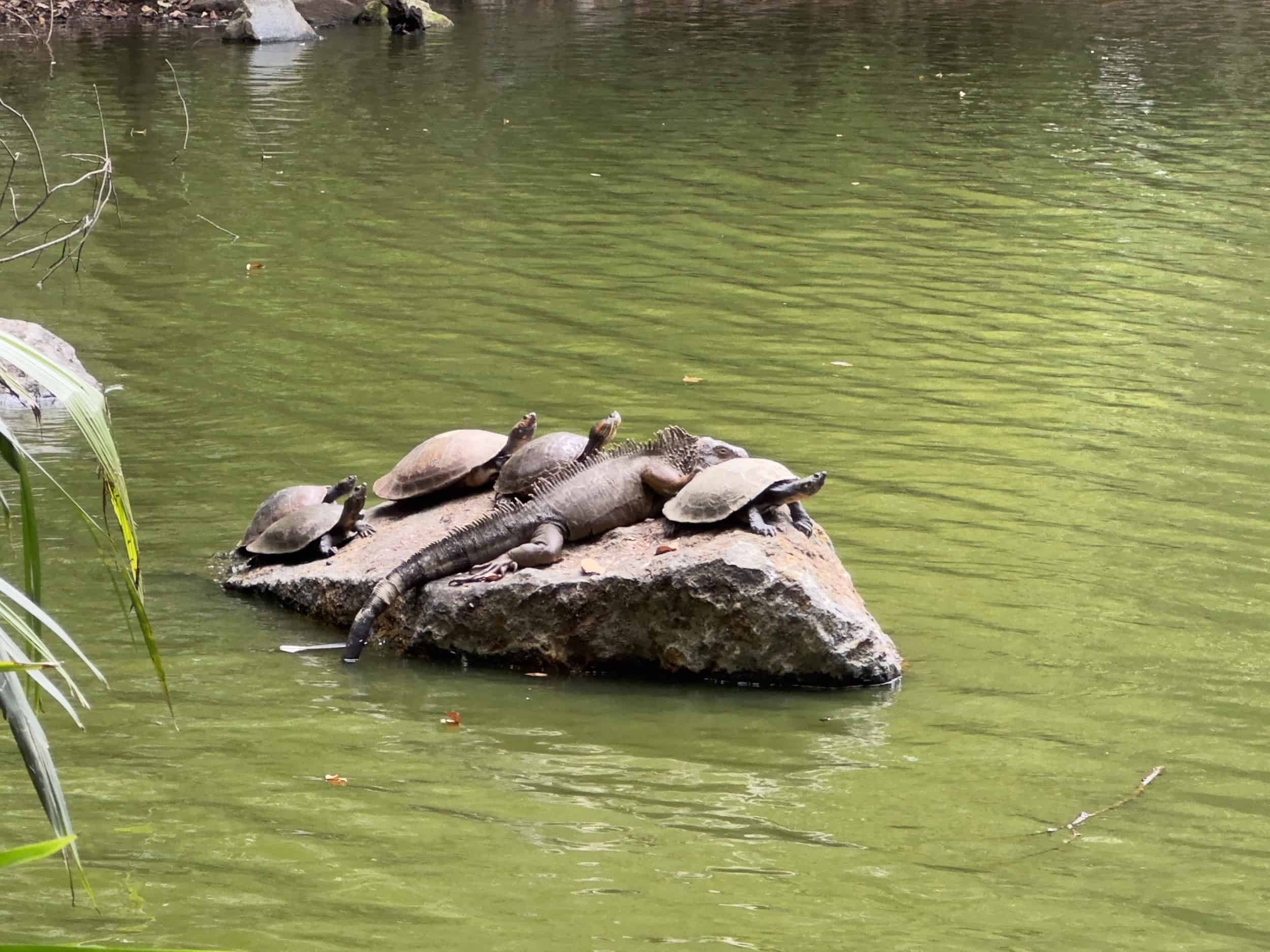 Turtles and an iguana resting on a rock at the Lagoon at the Medellín Botanical Garden in Medellín, Antioquia, Colombia