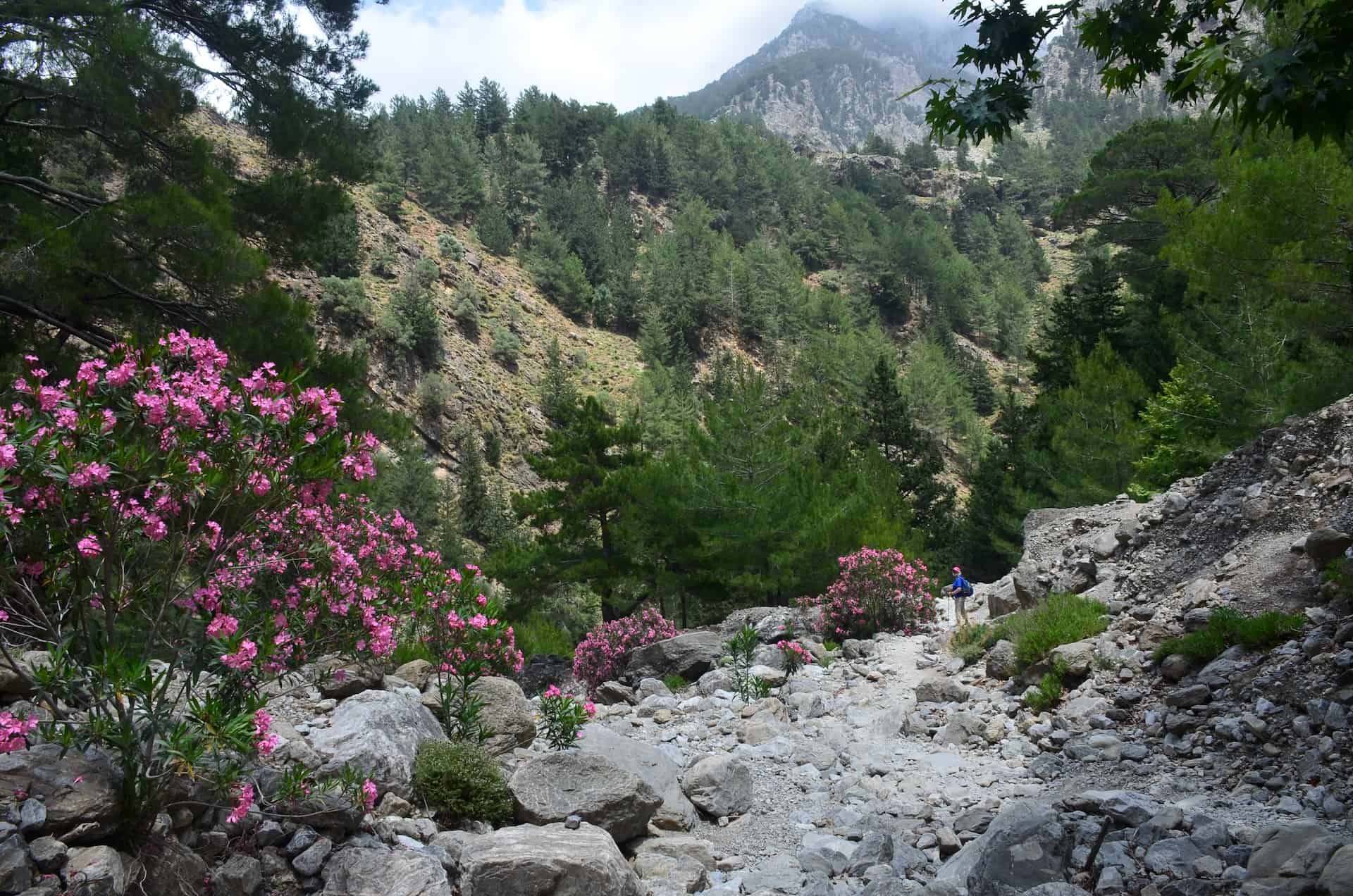 Riverbed on the trail from Prinari to Samaria at the Samaria Gorge in Crete, Greece