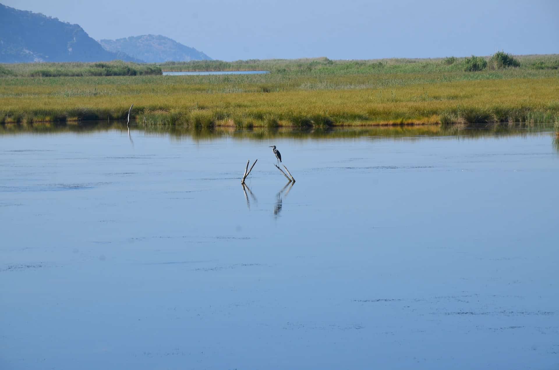 Bird on Sülüklü Lake