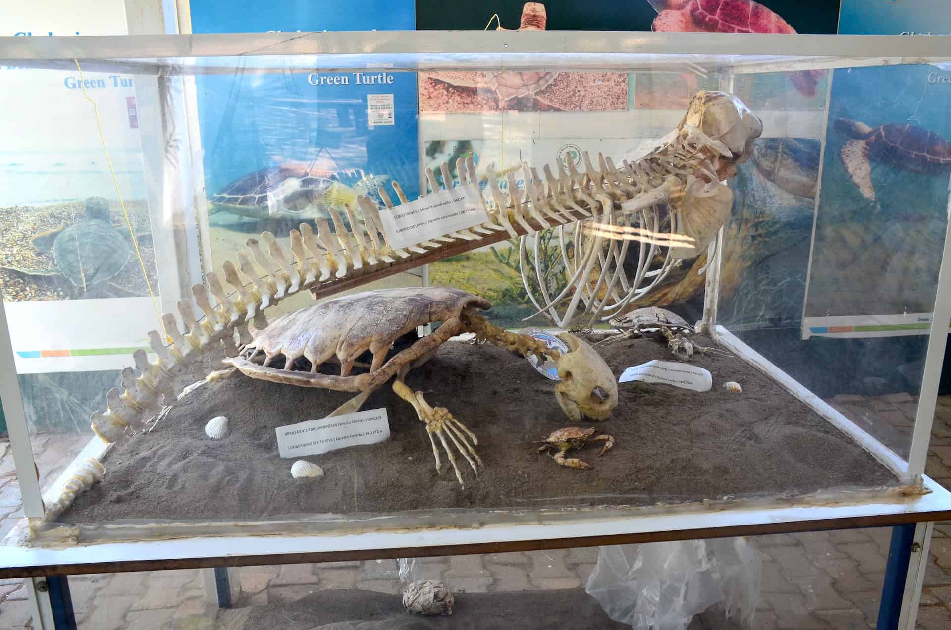 Dolphin and turtle skeletons at the Sea Turtle Research, Rescue and Rehabilitation Center (DEKAMER) 