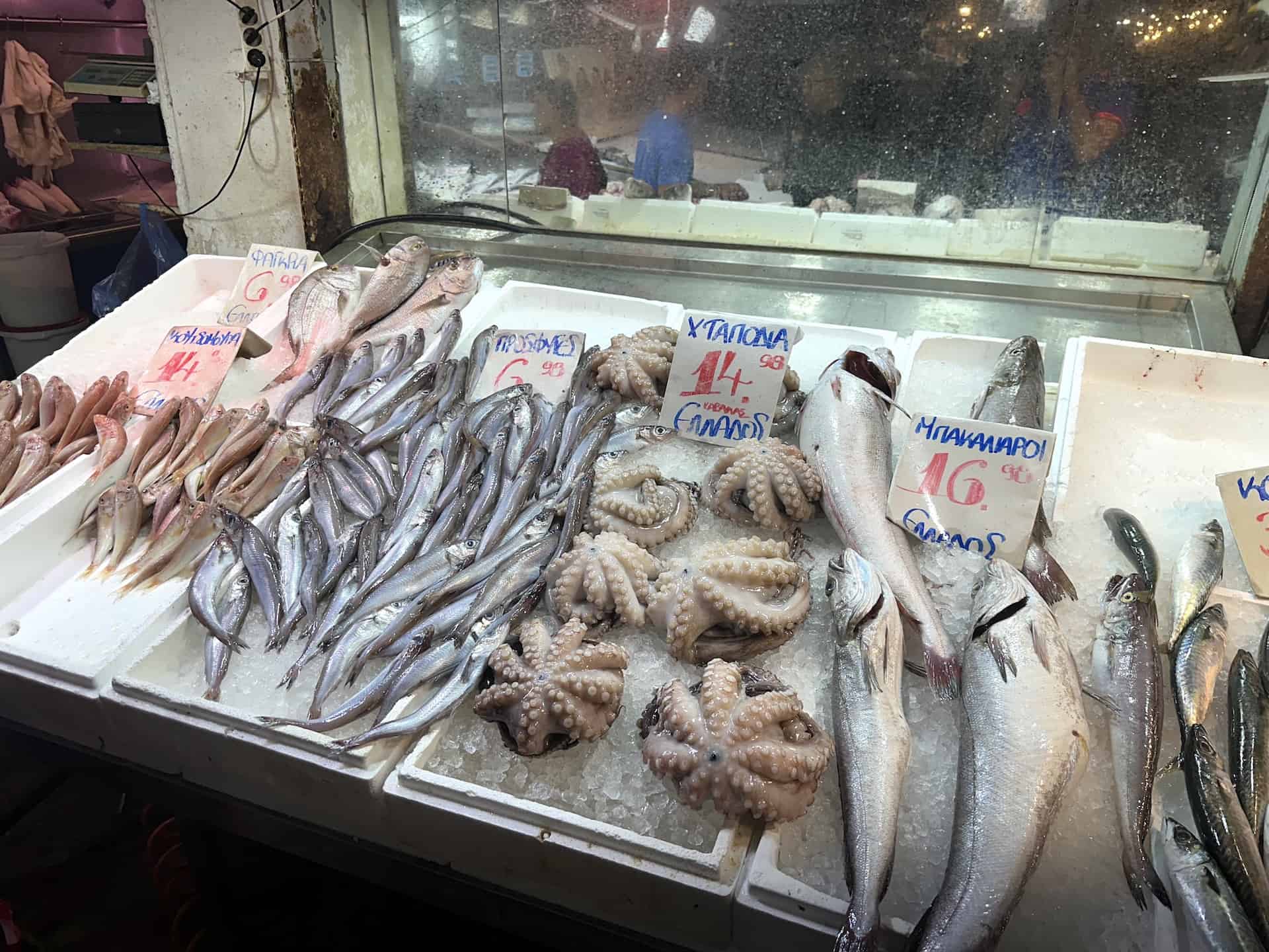 Different varieties of fish