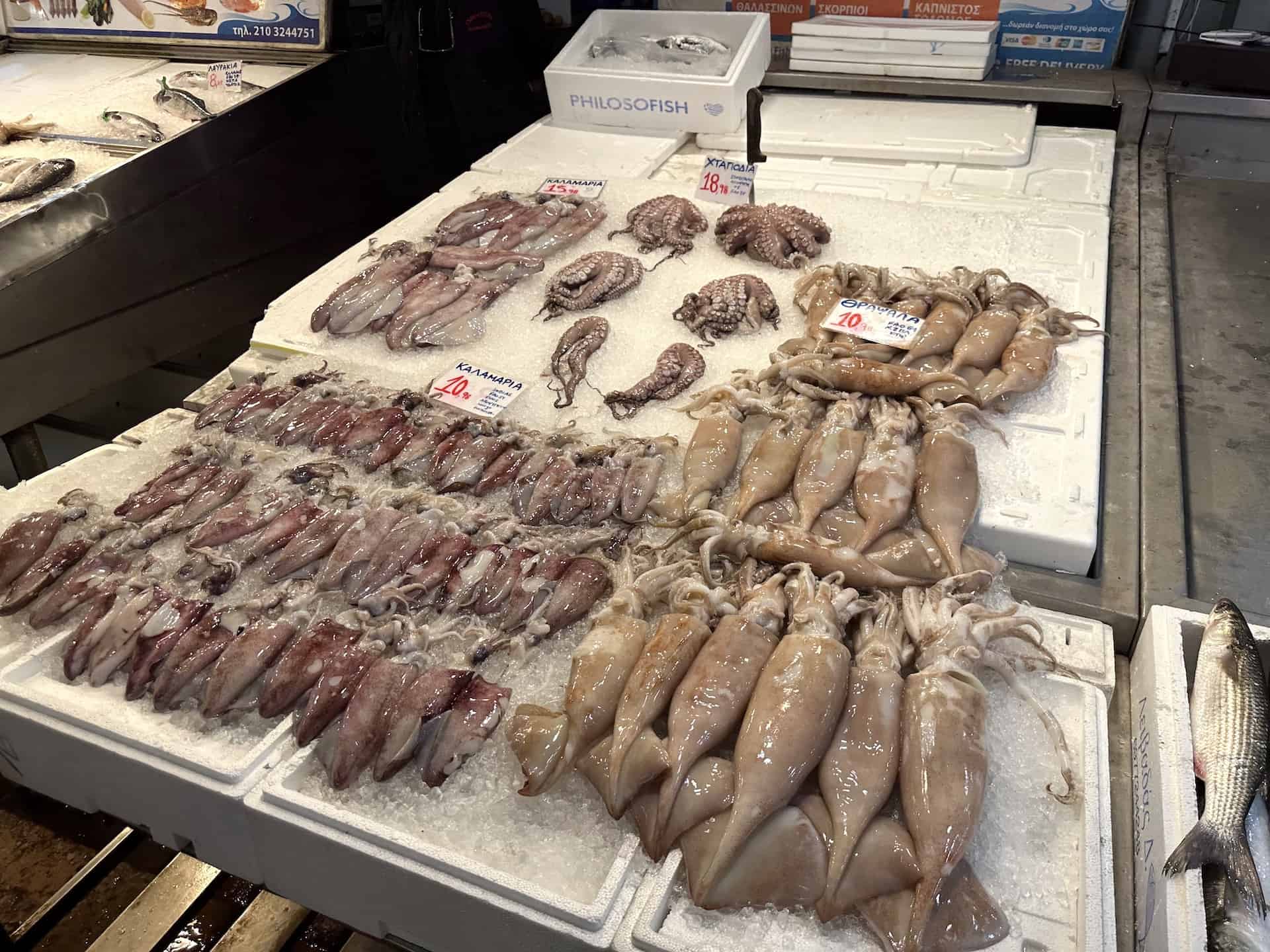 Squid at the fish market at Varvakeios Agora in Athens, Greece
