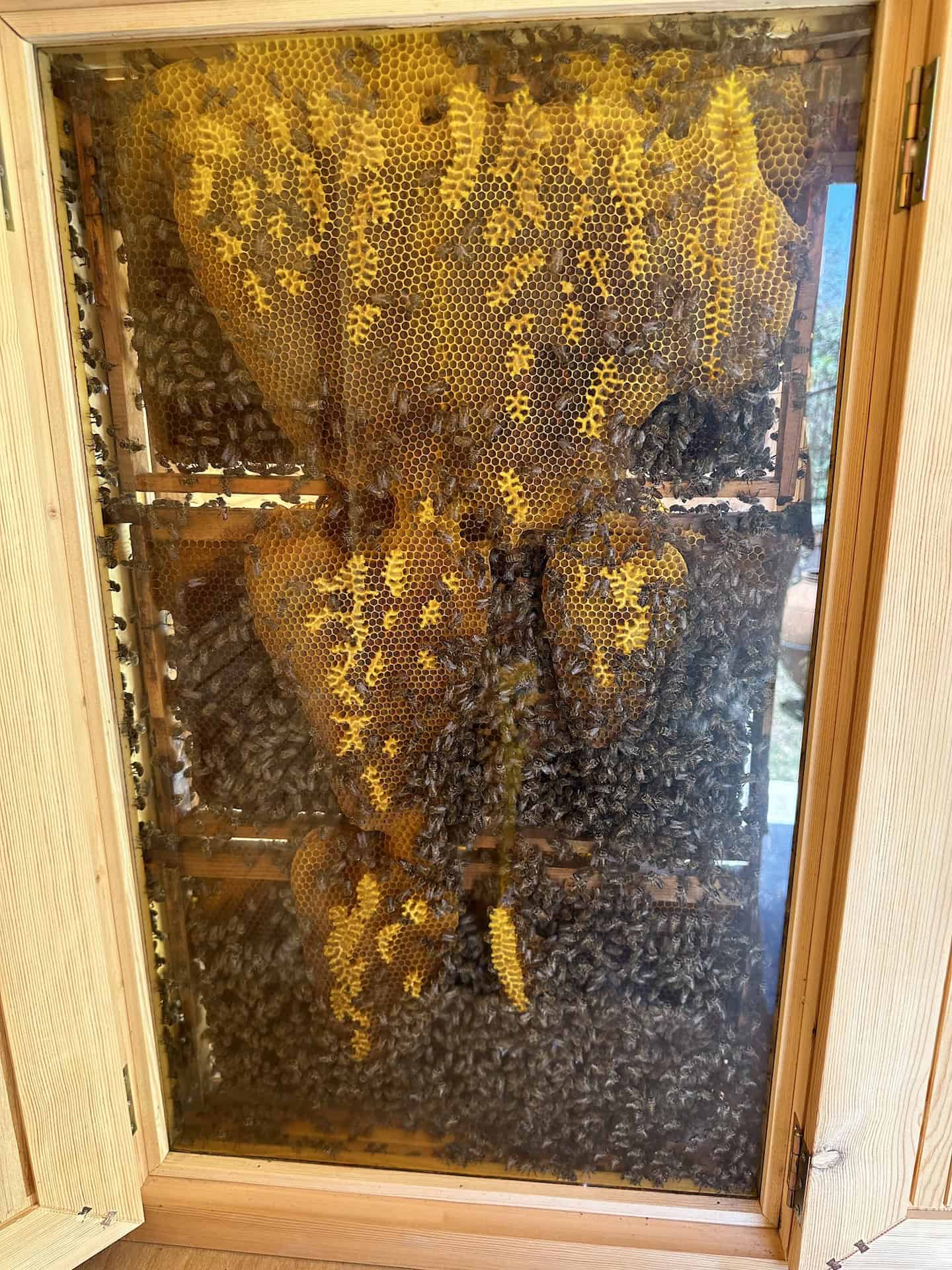 Beehive in the modern beekeeper's shack at the Marmaris Honey House