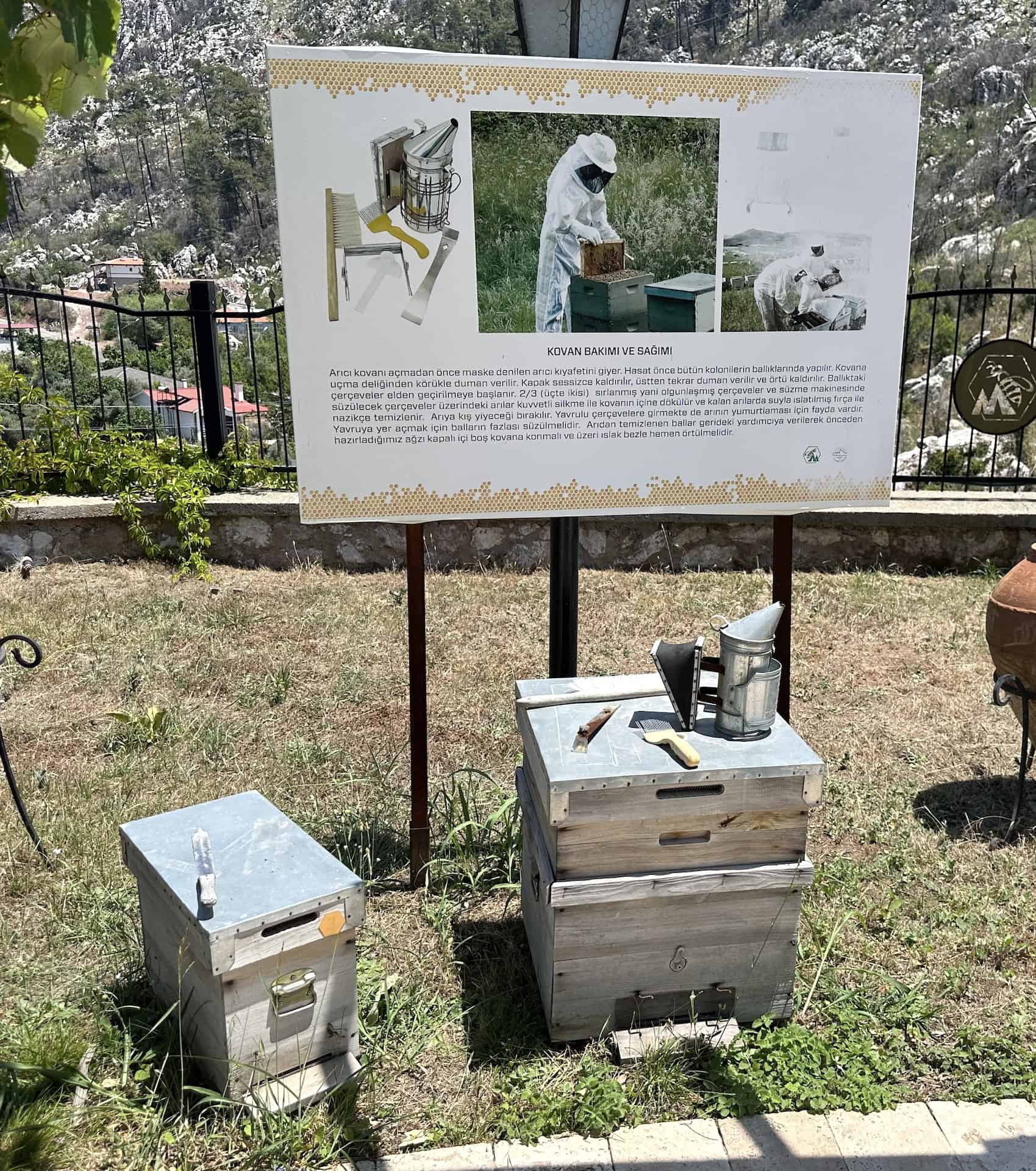 Hive care at the Marmaris Honey House on the Bozburun Peninsula, Turkey