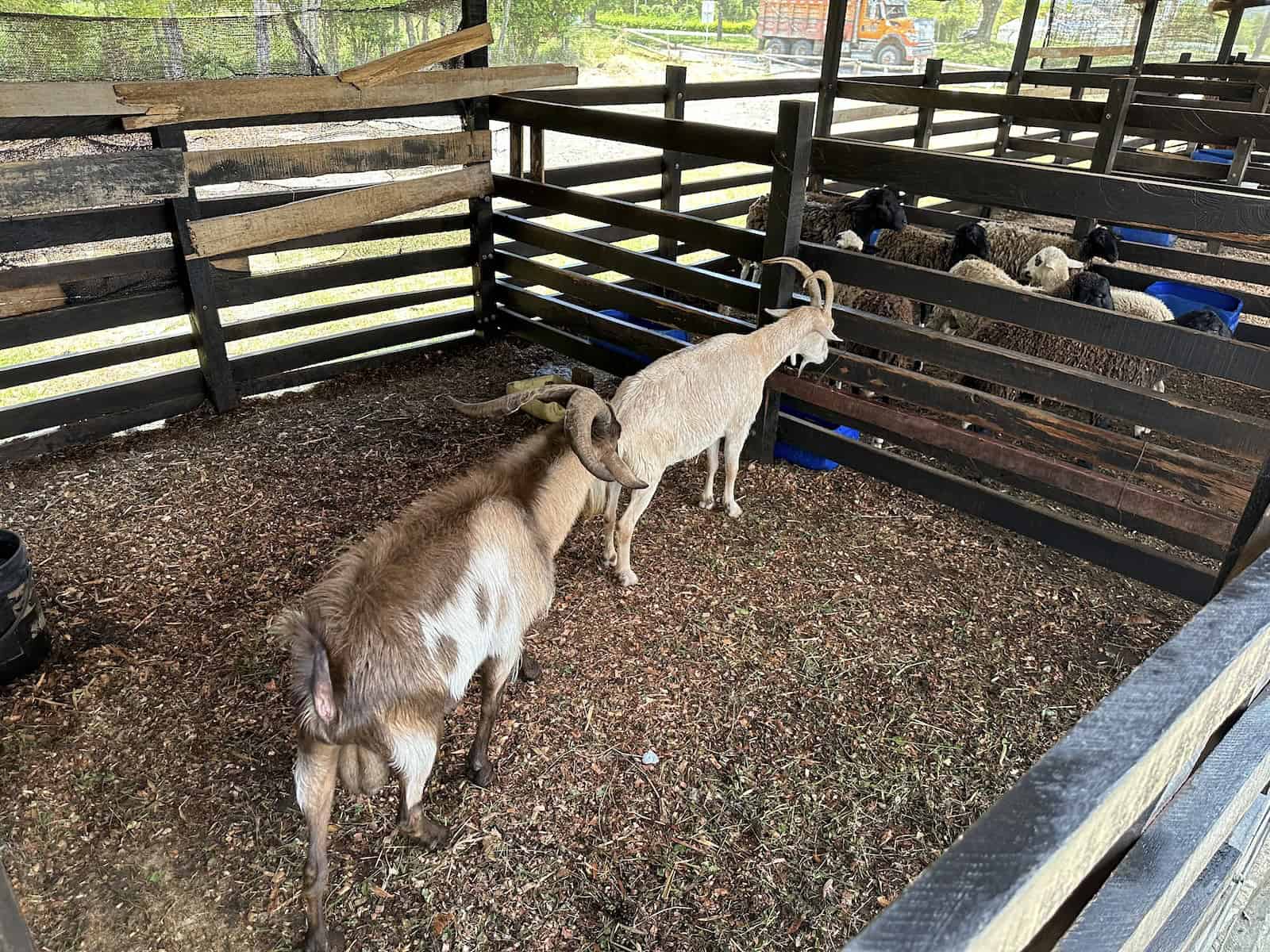 Goats in the farm at La Finca de Rigo